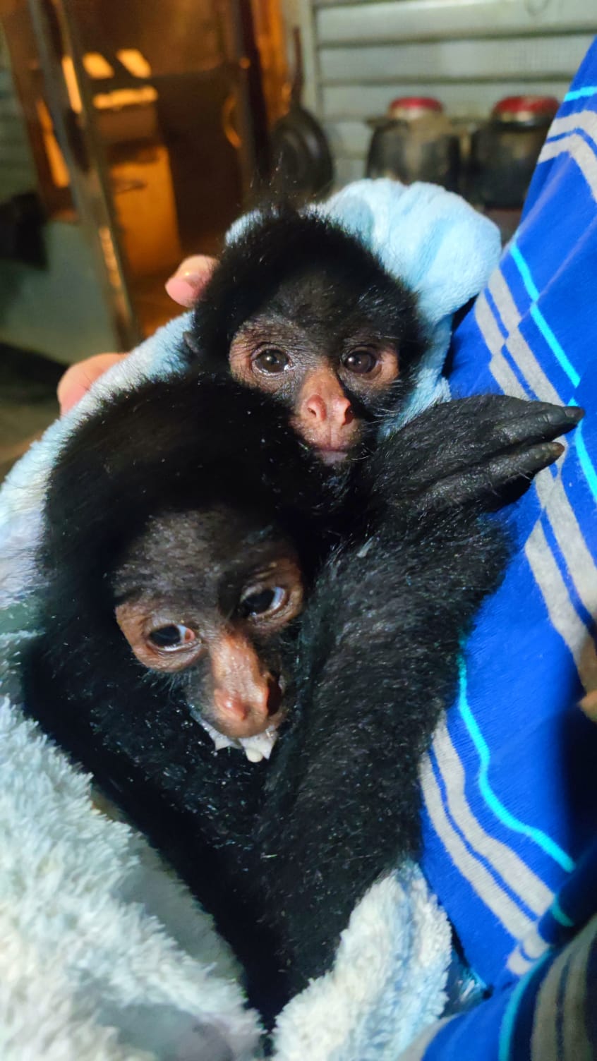 Monkeys