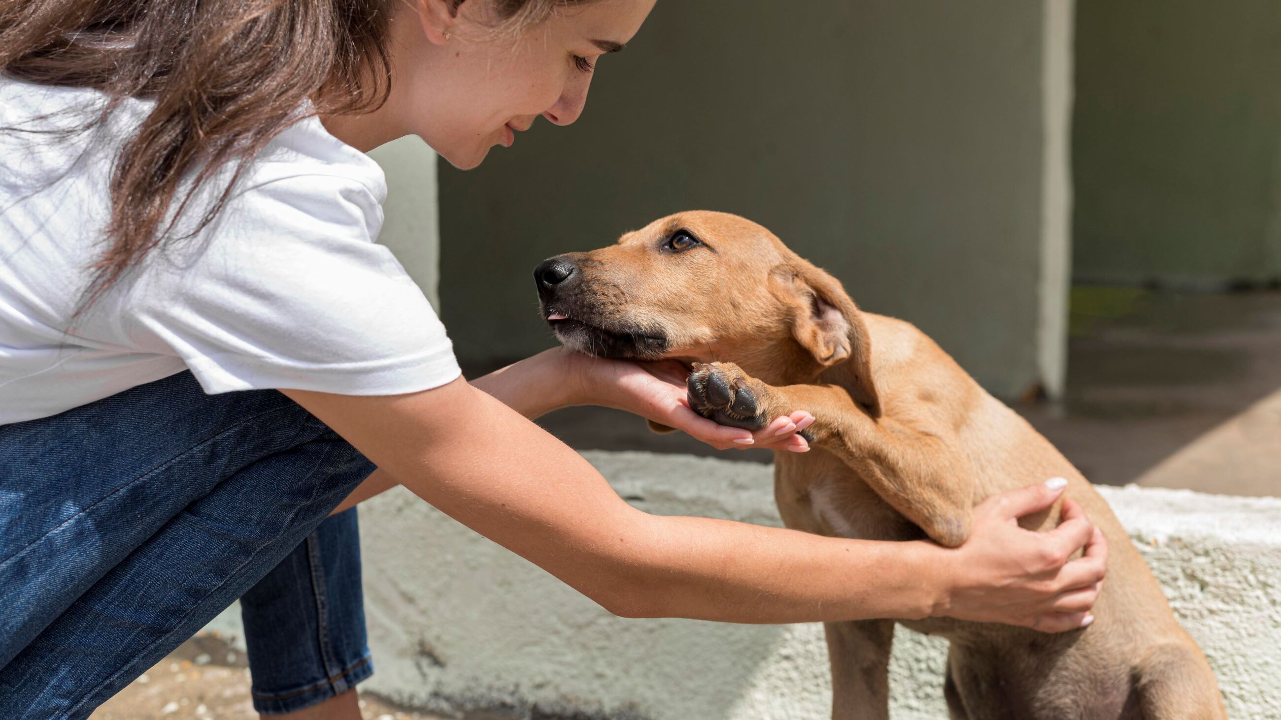 dog shelter in Spain