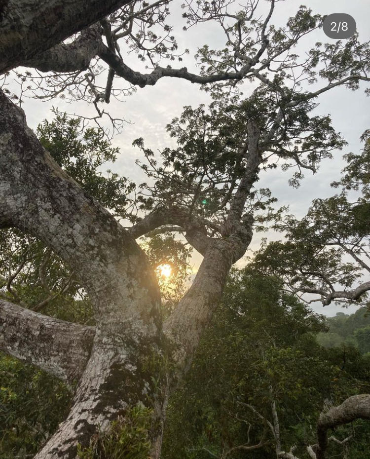 from canopy