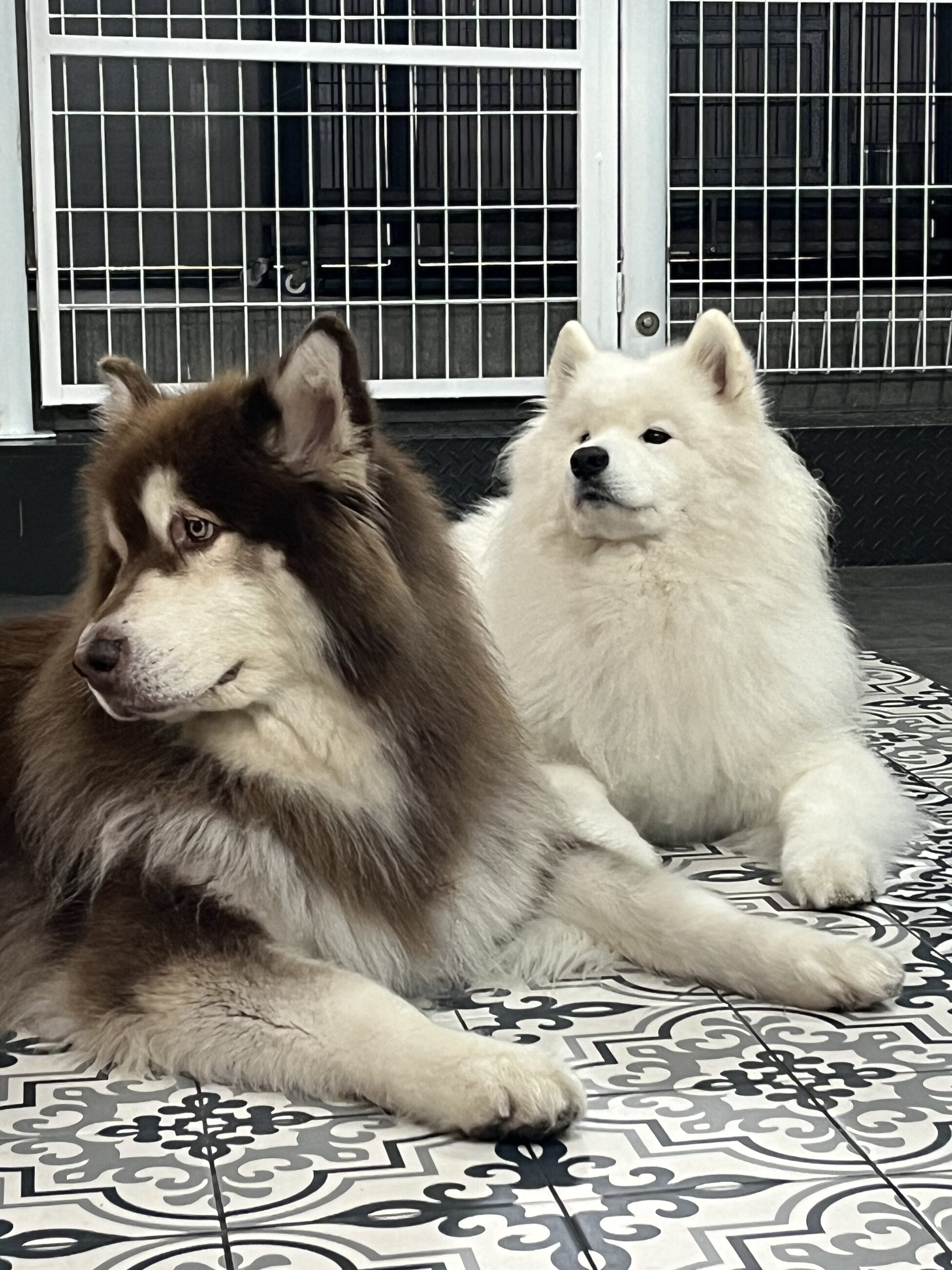 This was at the popular samoyed cafe in Hongdae and the dogs were very cute!