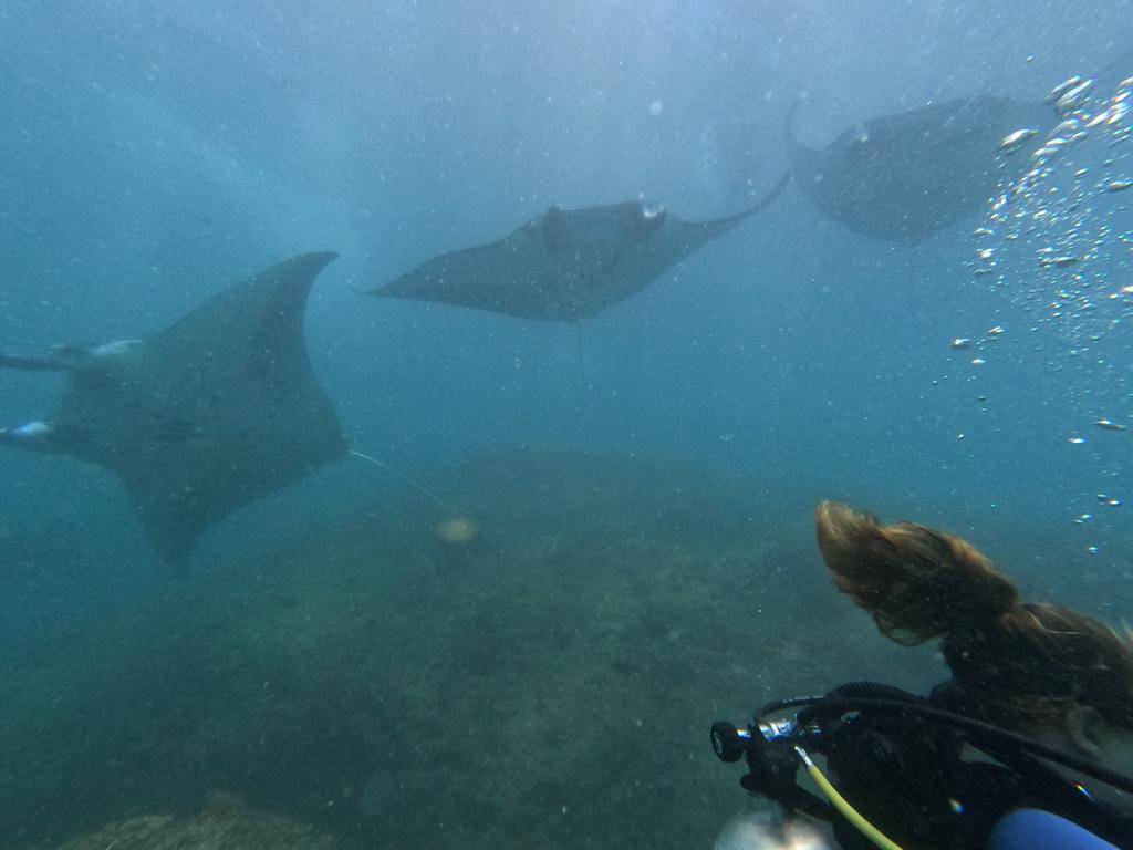 Manta id roving