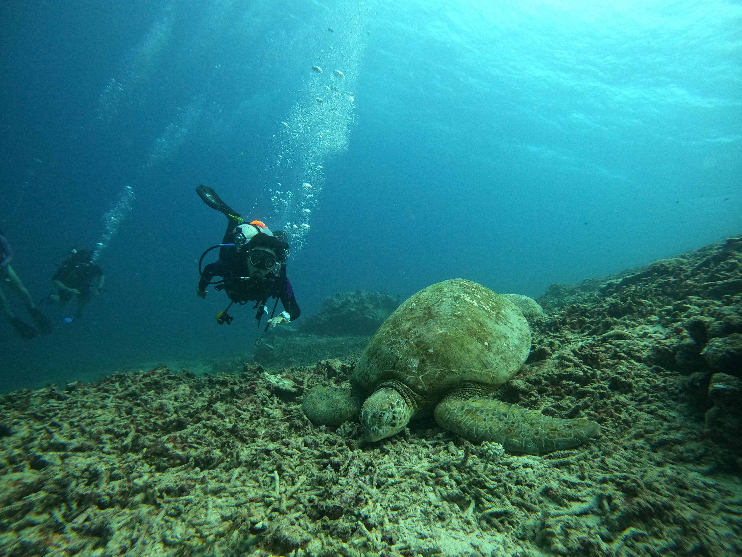 Photo with the turtle I identified and named!