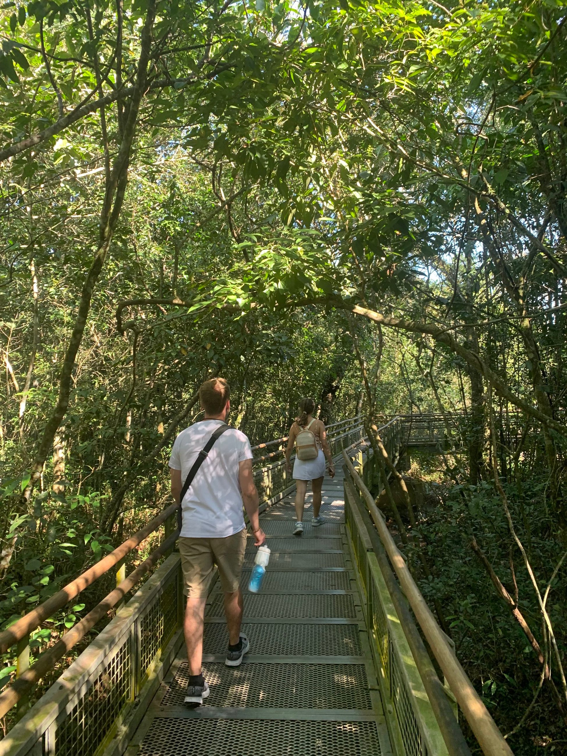 The jungle in Iguazú