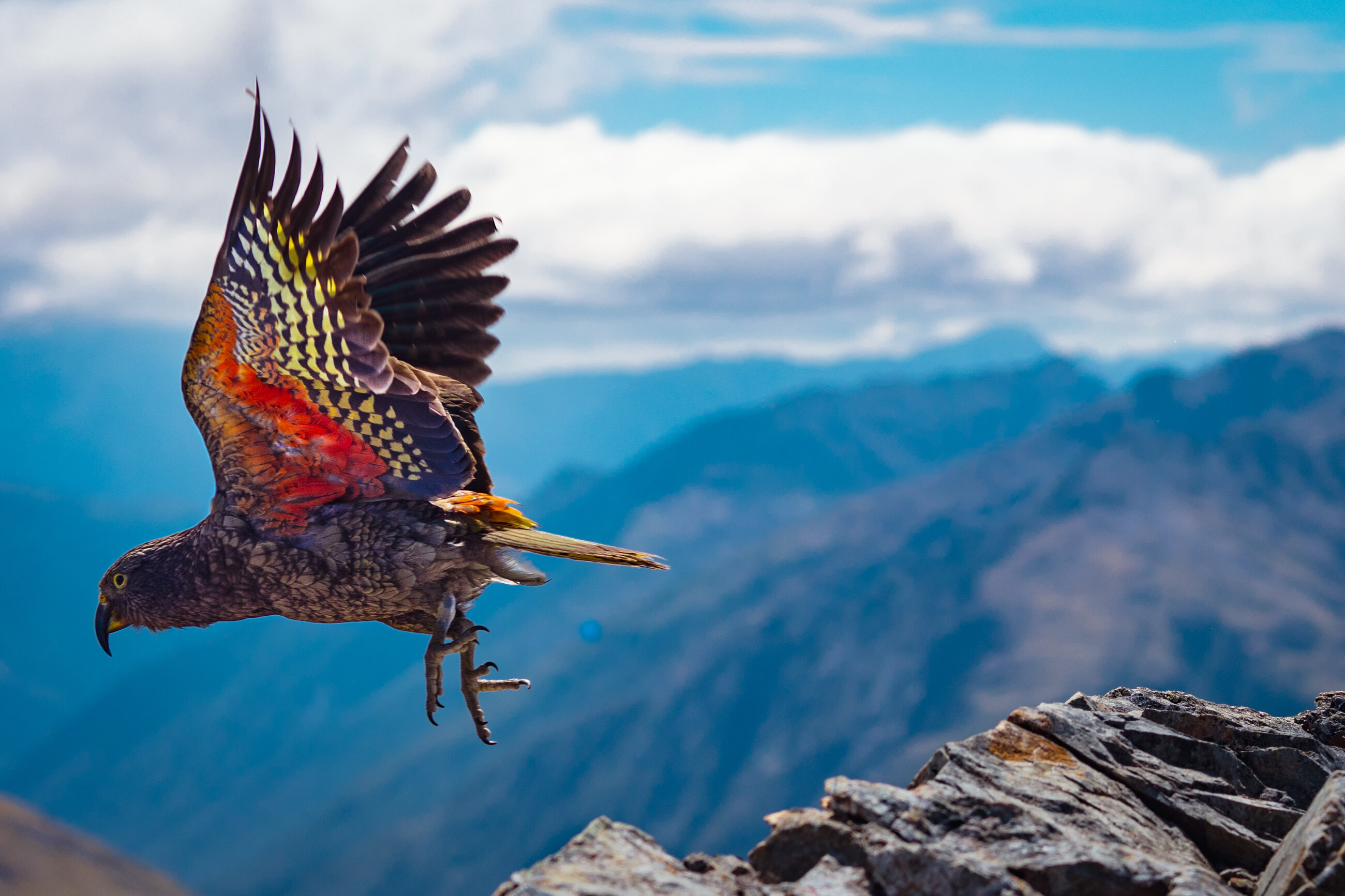 Bird