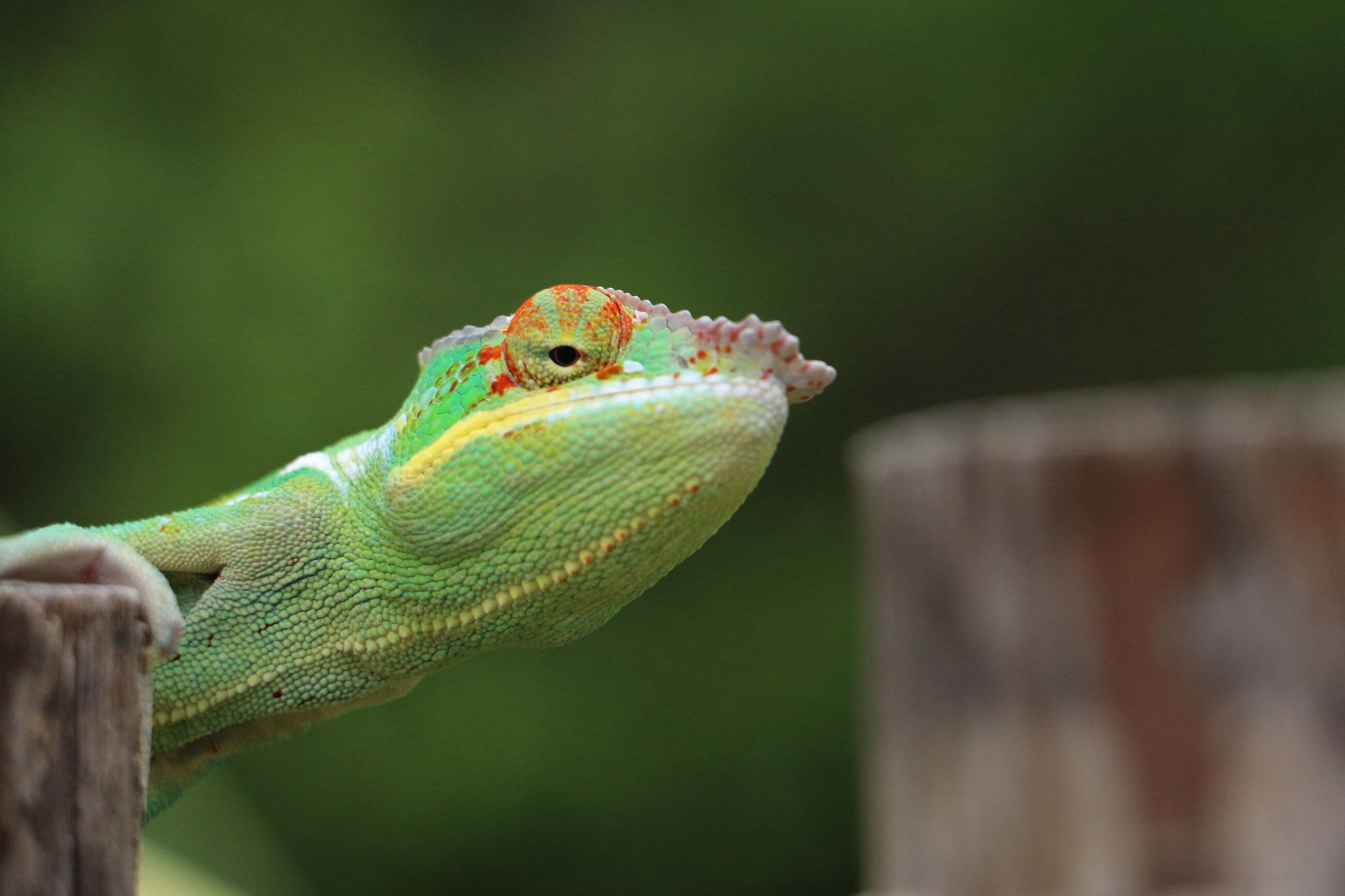Panther Chameleon