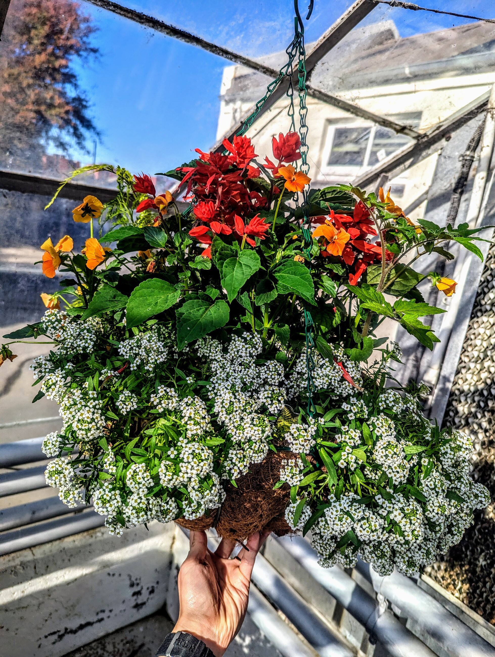 My flower basket for Amenity Horticulture