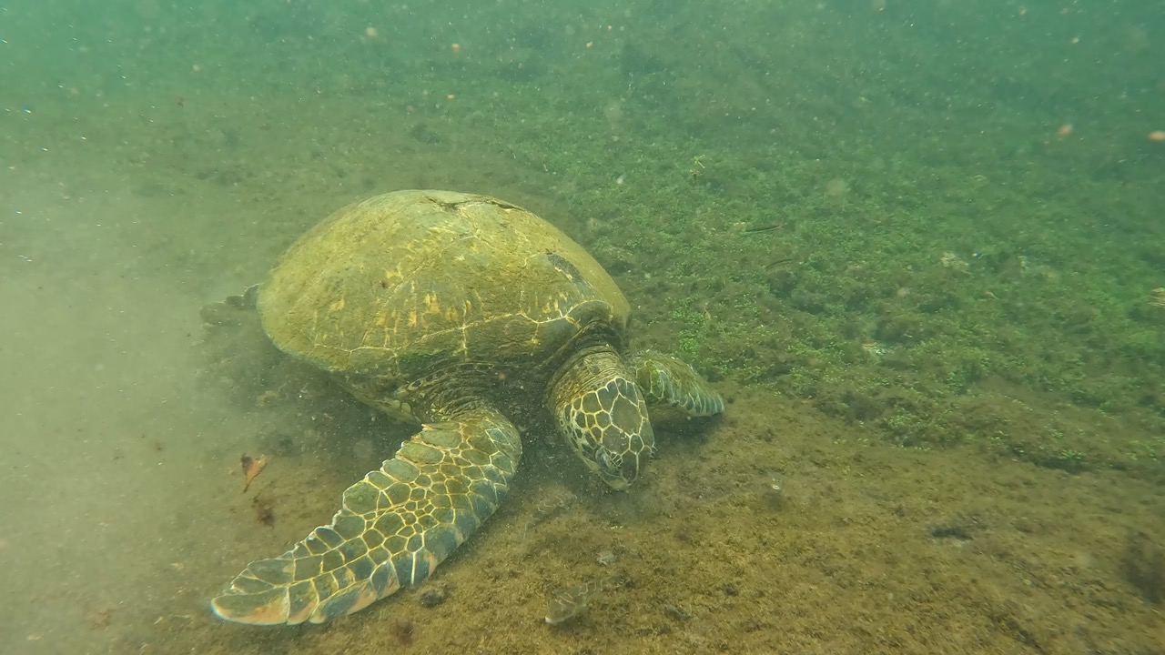 Snorkeling tour day!