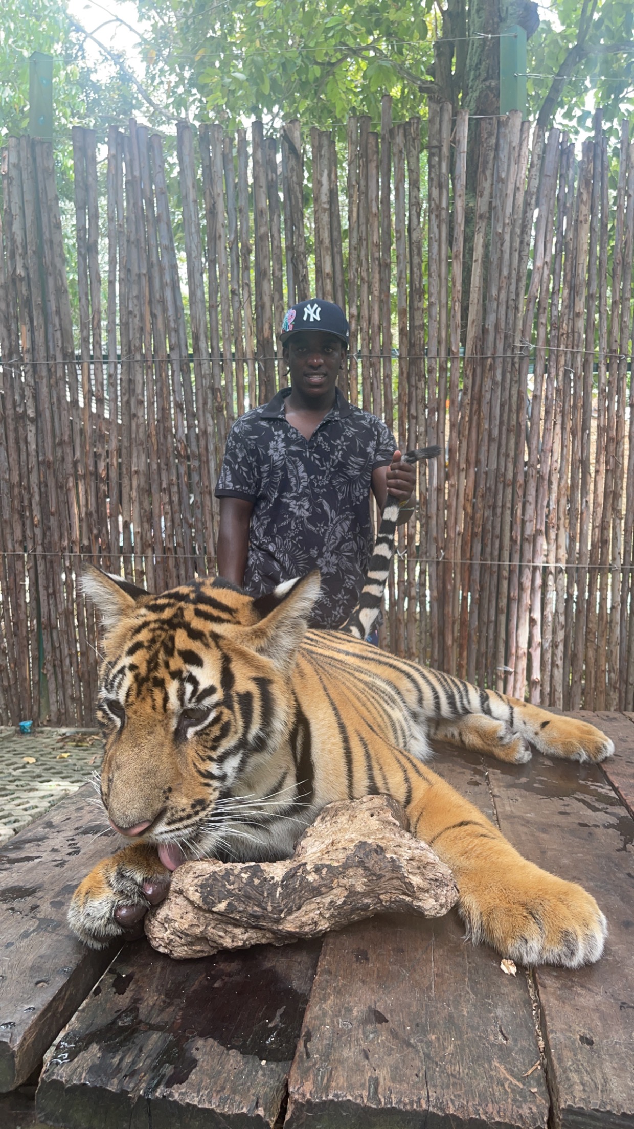 Petting a tiger in Thailand.