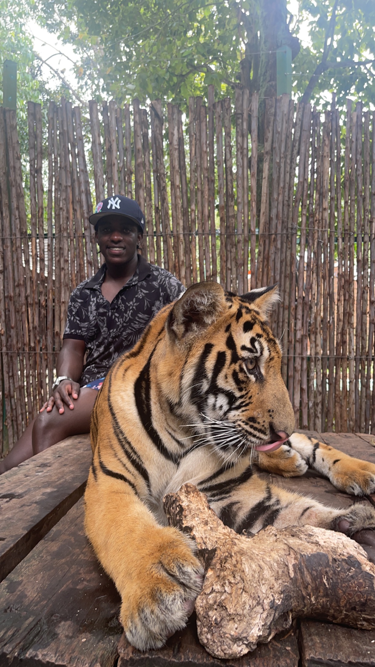 Petting a tiger in Thailand.