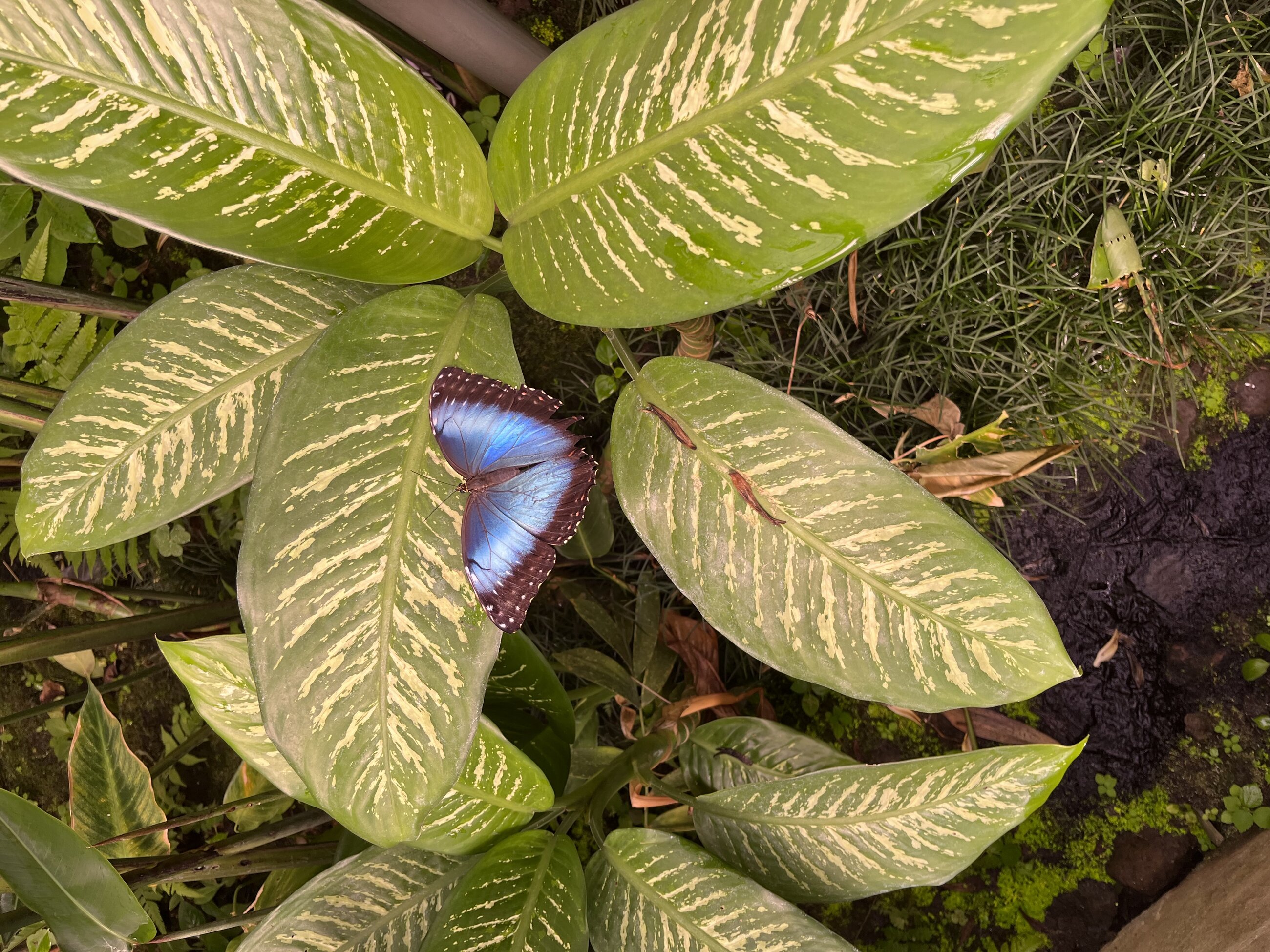 Butterfly garden