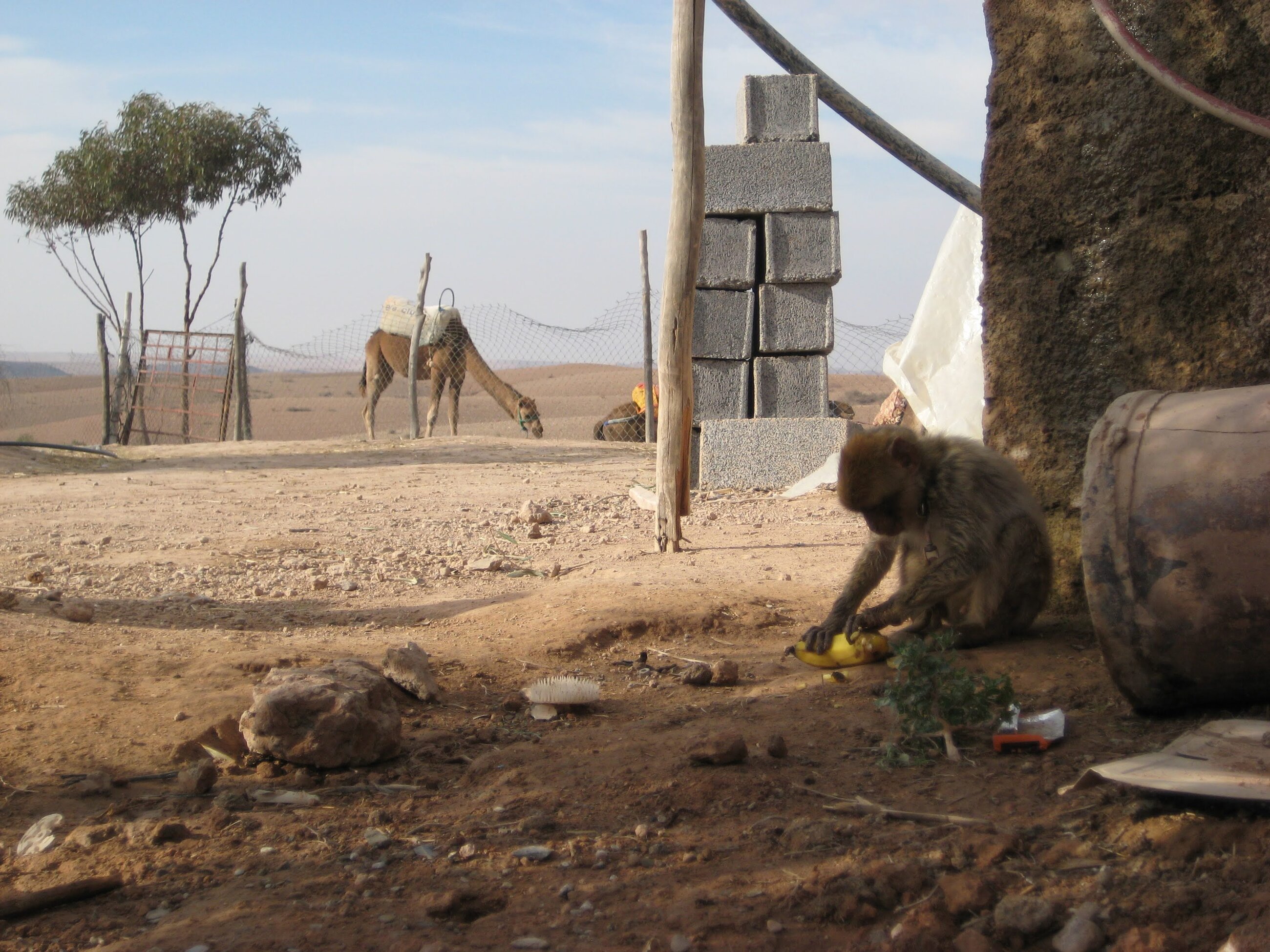 Monkey and camel in Morocco