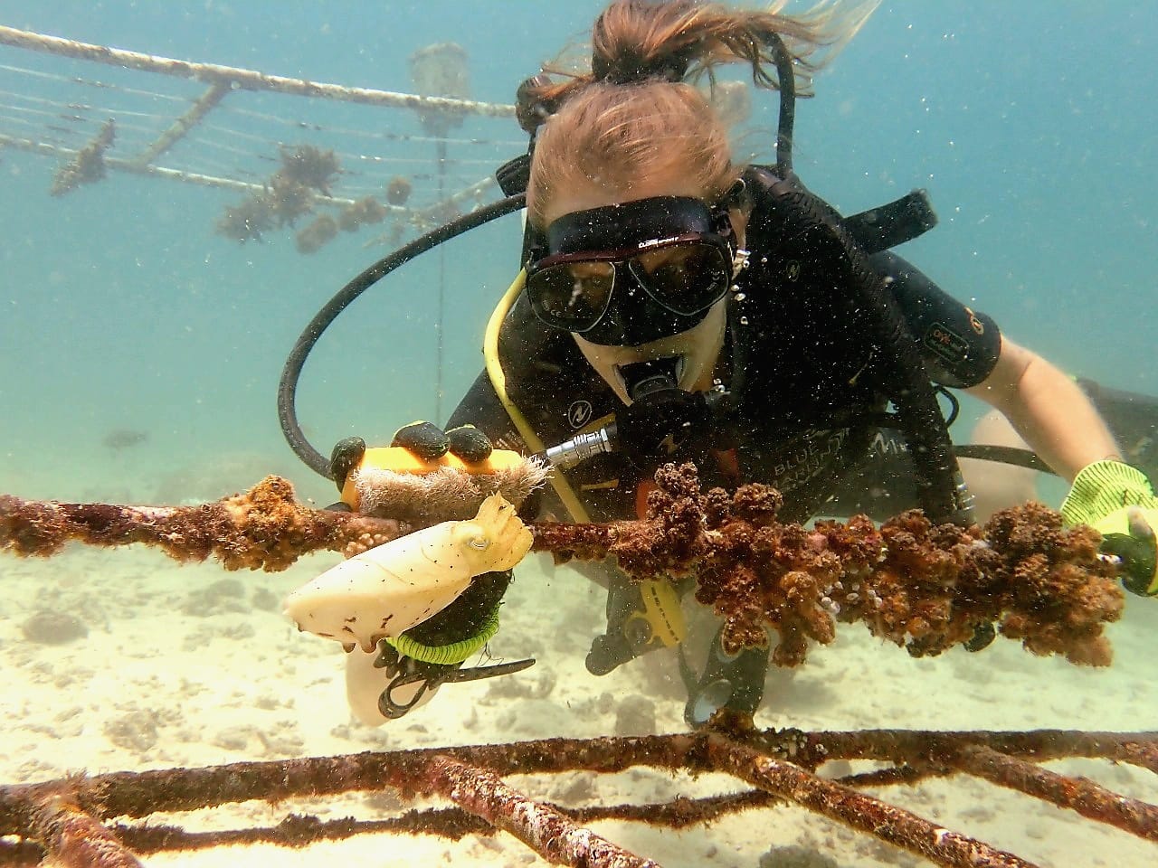 Coral restoration with a cute cuttlefish