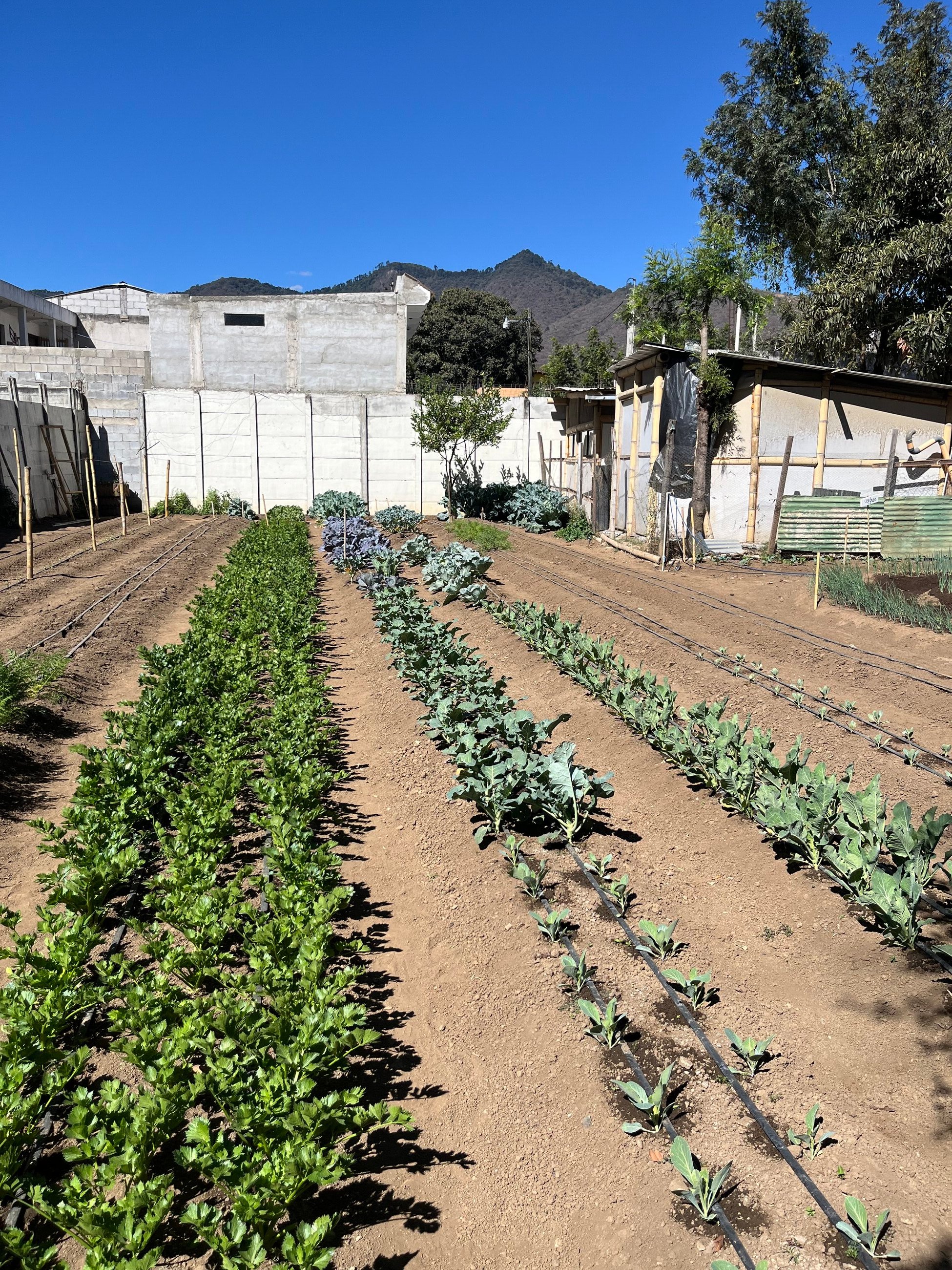 Helping with Eco Agriculture 