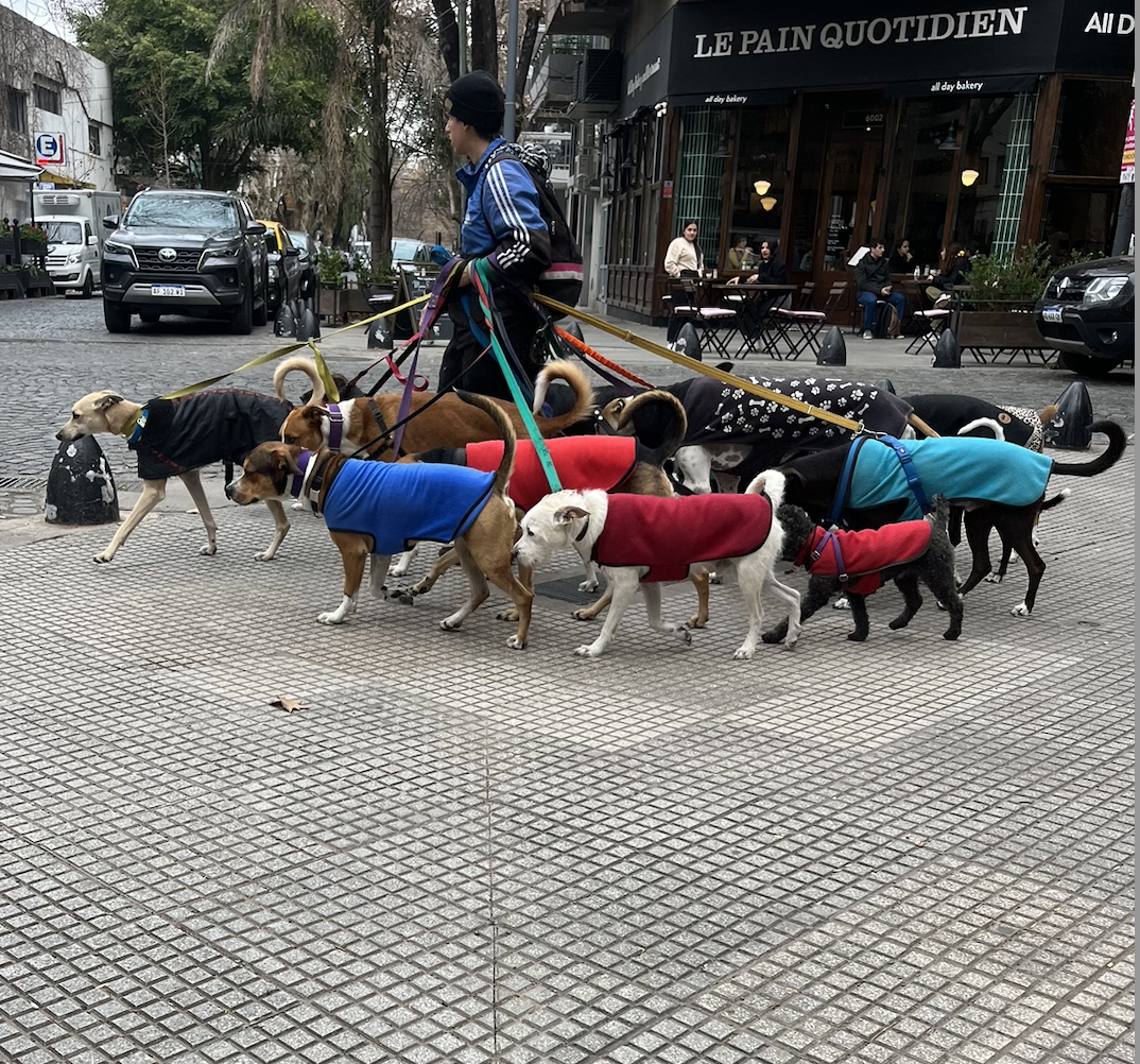 Porteños love their dogs!