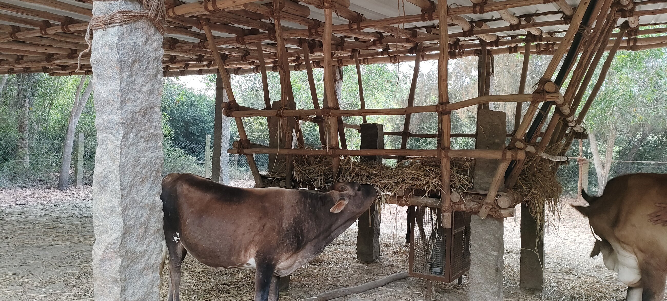 Life the cow, enjoying it's breakfast early morning.