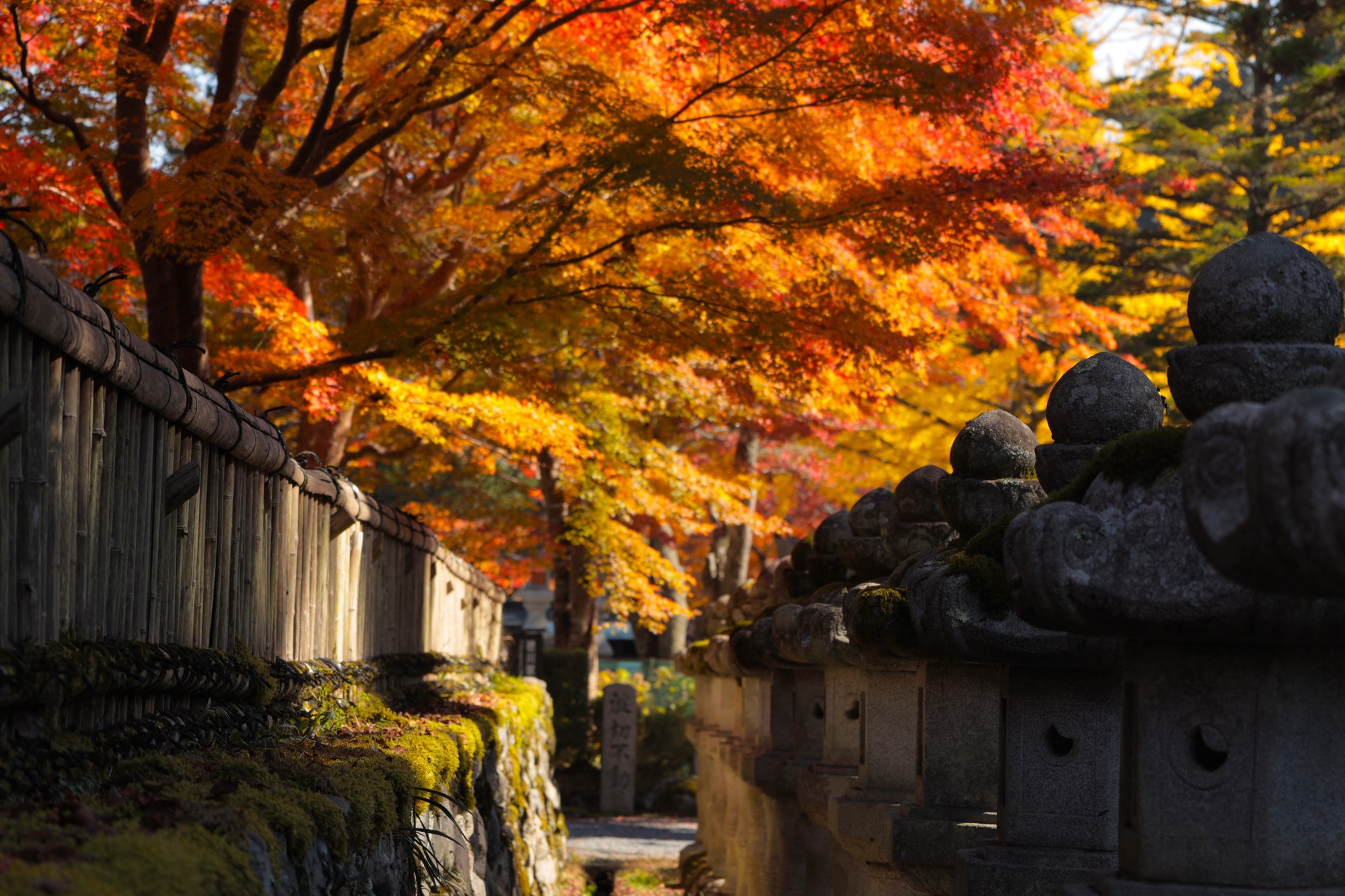 Japan is beautiful in the fall!