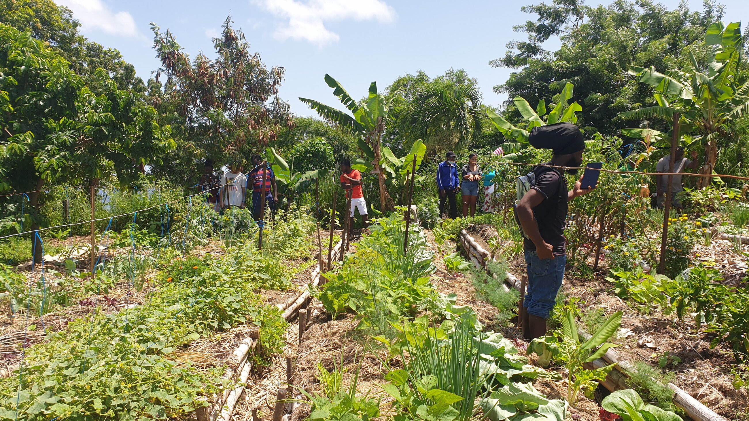 Organic home garden