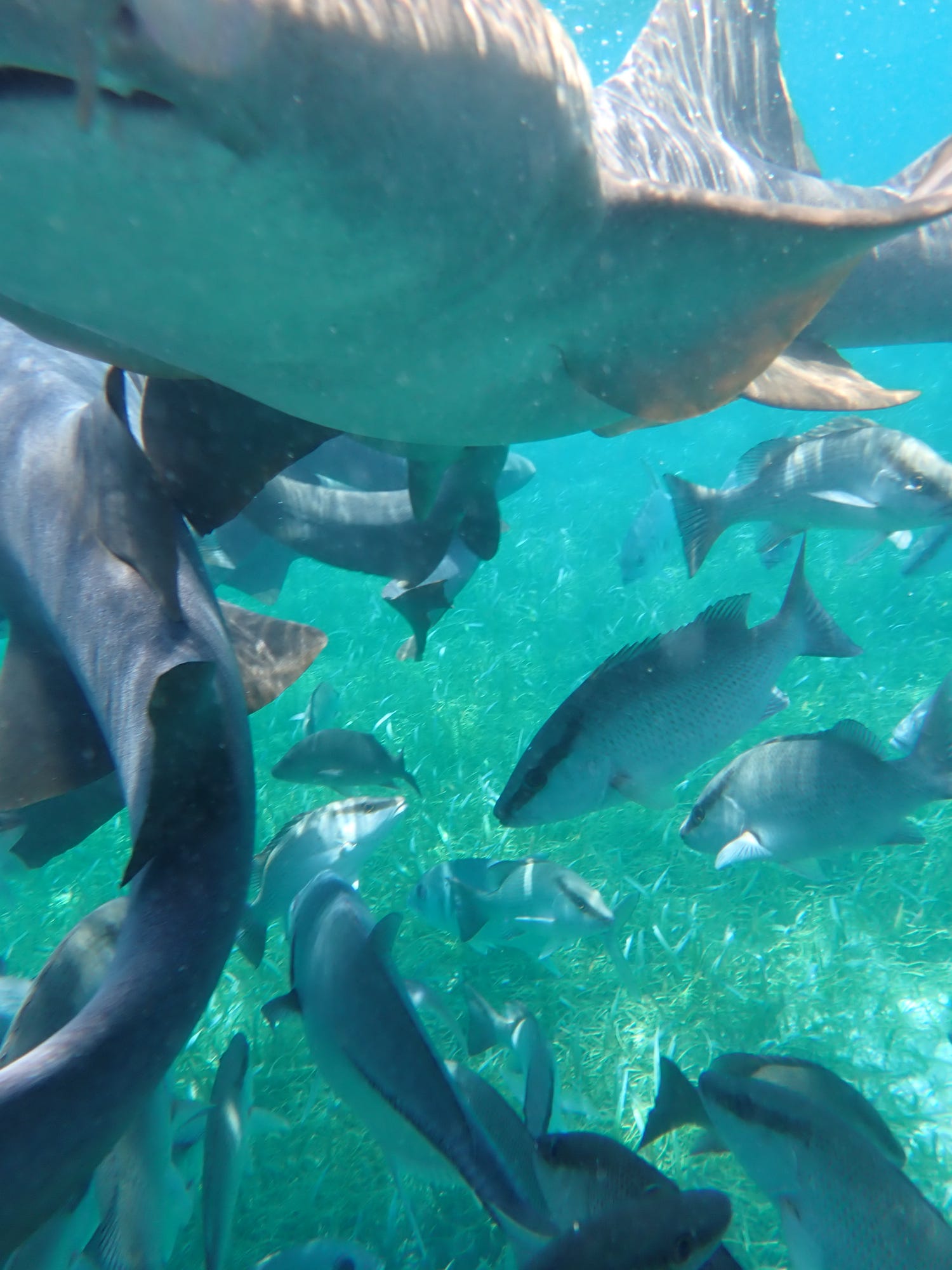 Shots taken while snorkeling