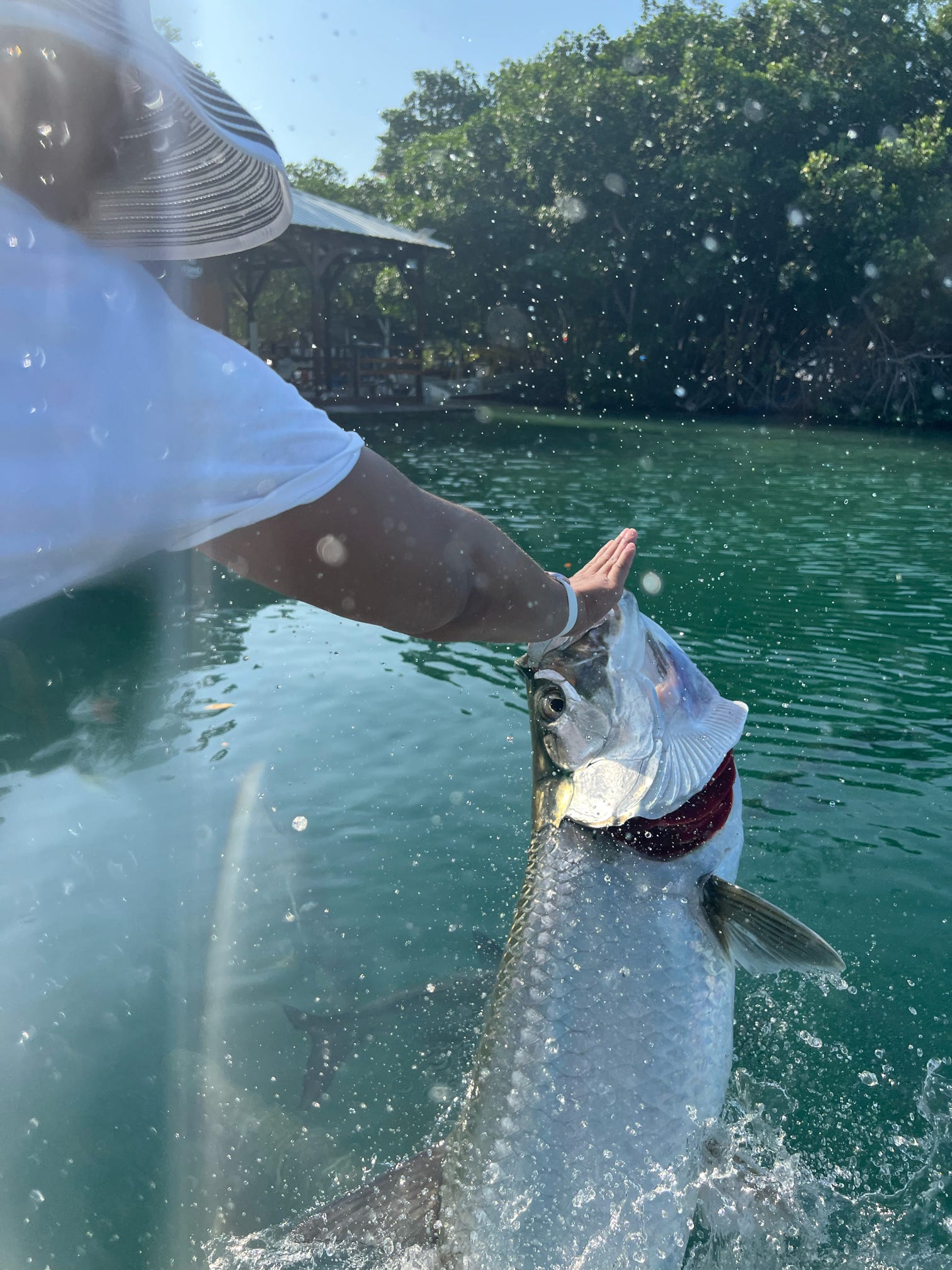 Feeding the tarpon fish in Caye Caulker.