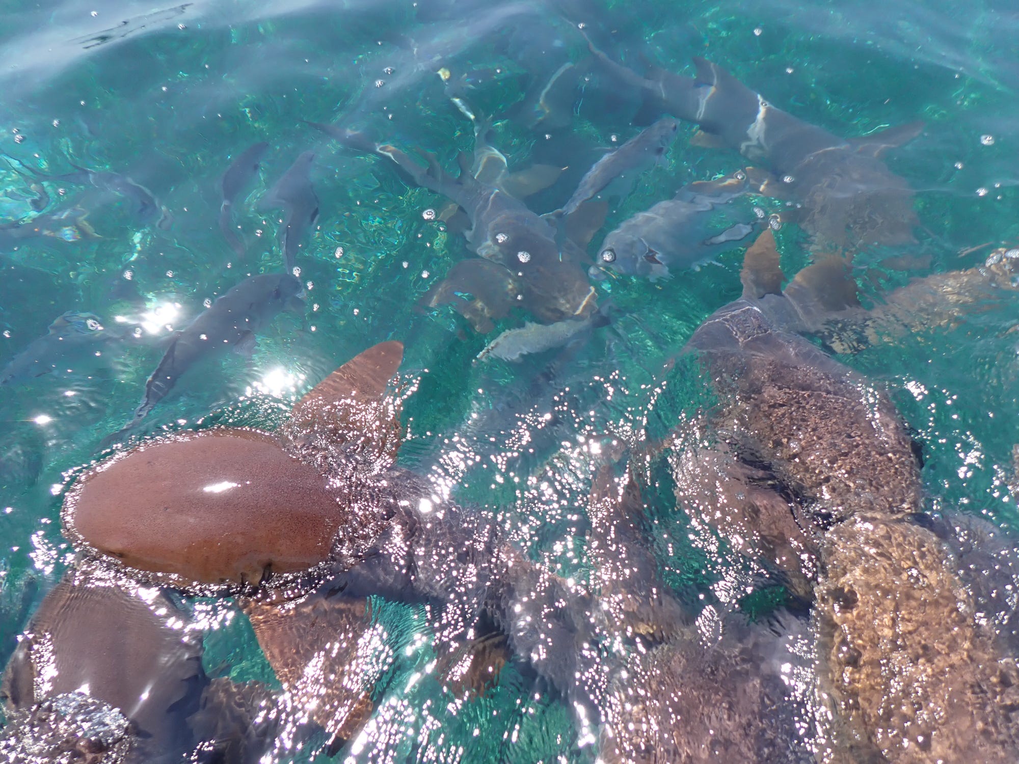 Nurse sharks surrounding our boat! So cool! 