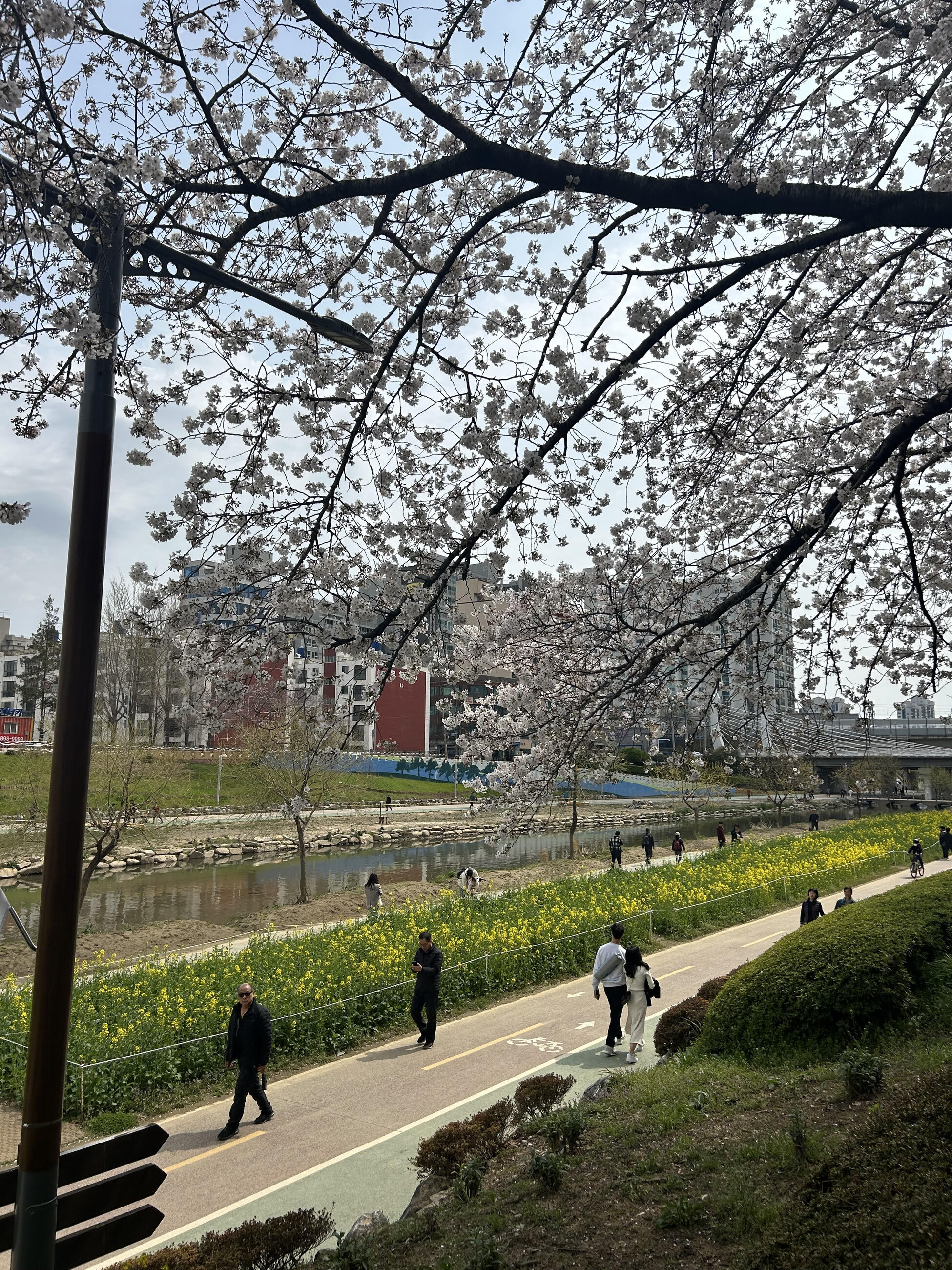 My neighborhood in Busan during cherry blossom season <3