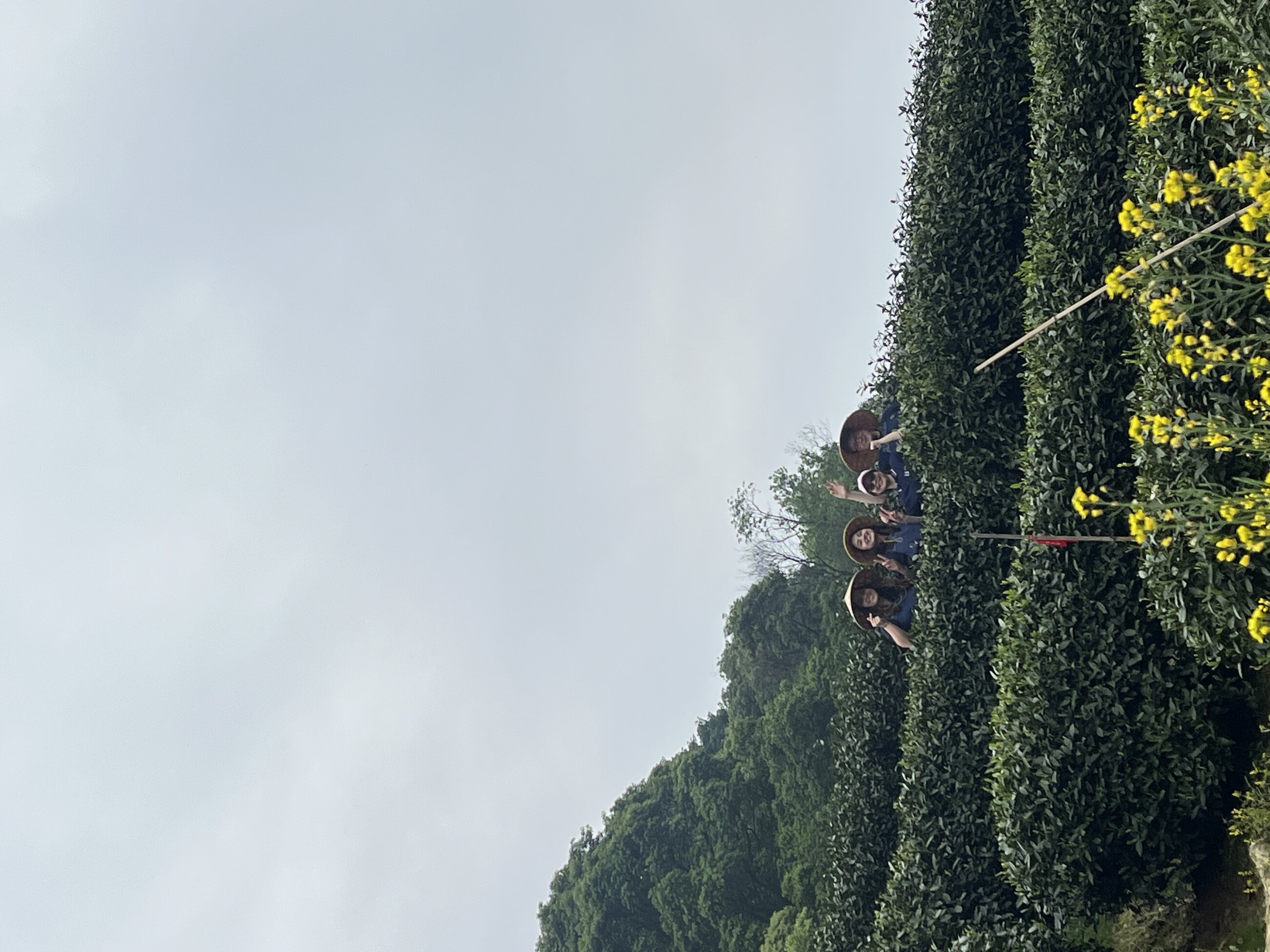 we went on a tea-picking experience in hangzhou