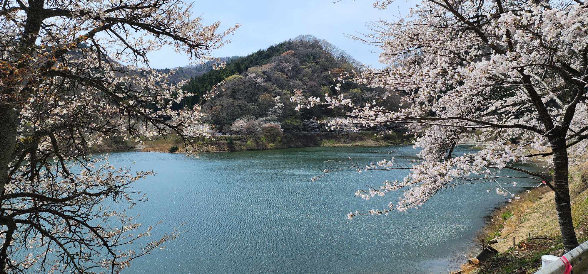 Okuma Cherry Blossoms