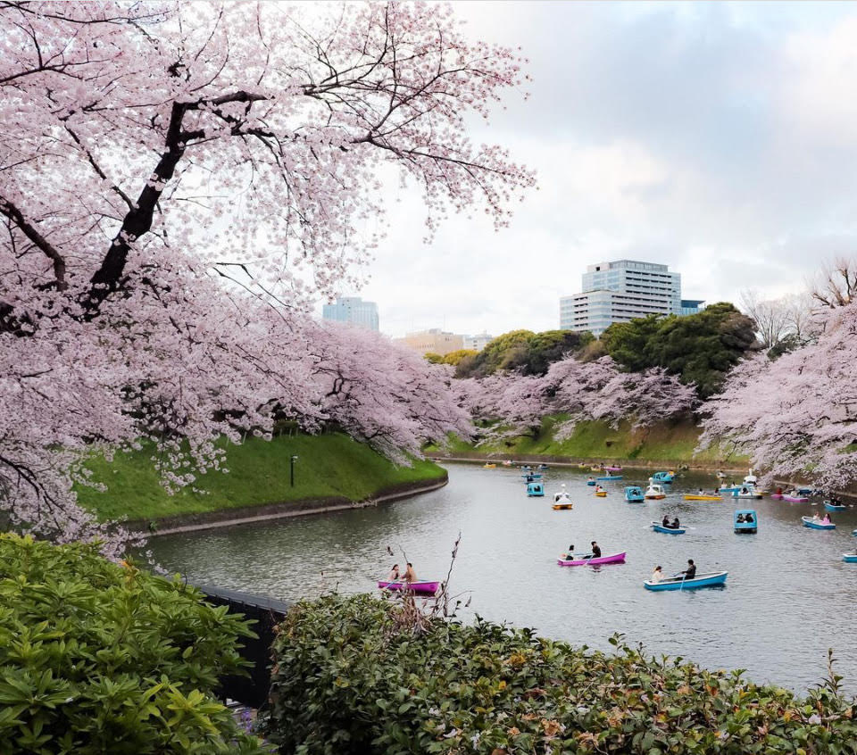 Chidorigafuchi in Spring