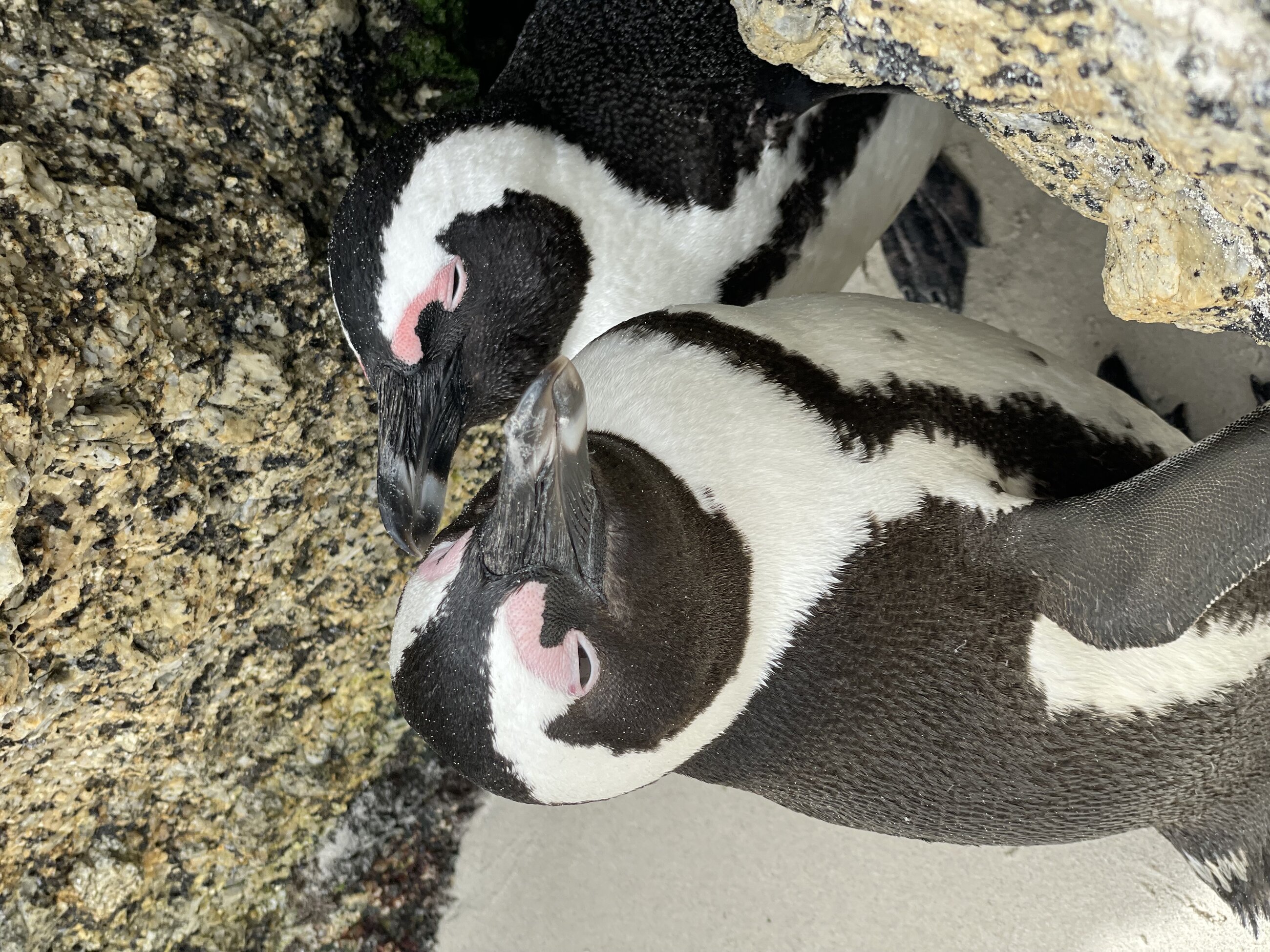 Penguins at Boulders Beach