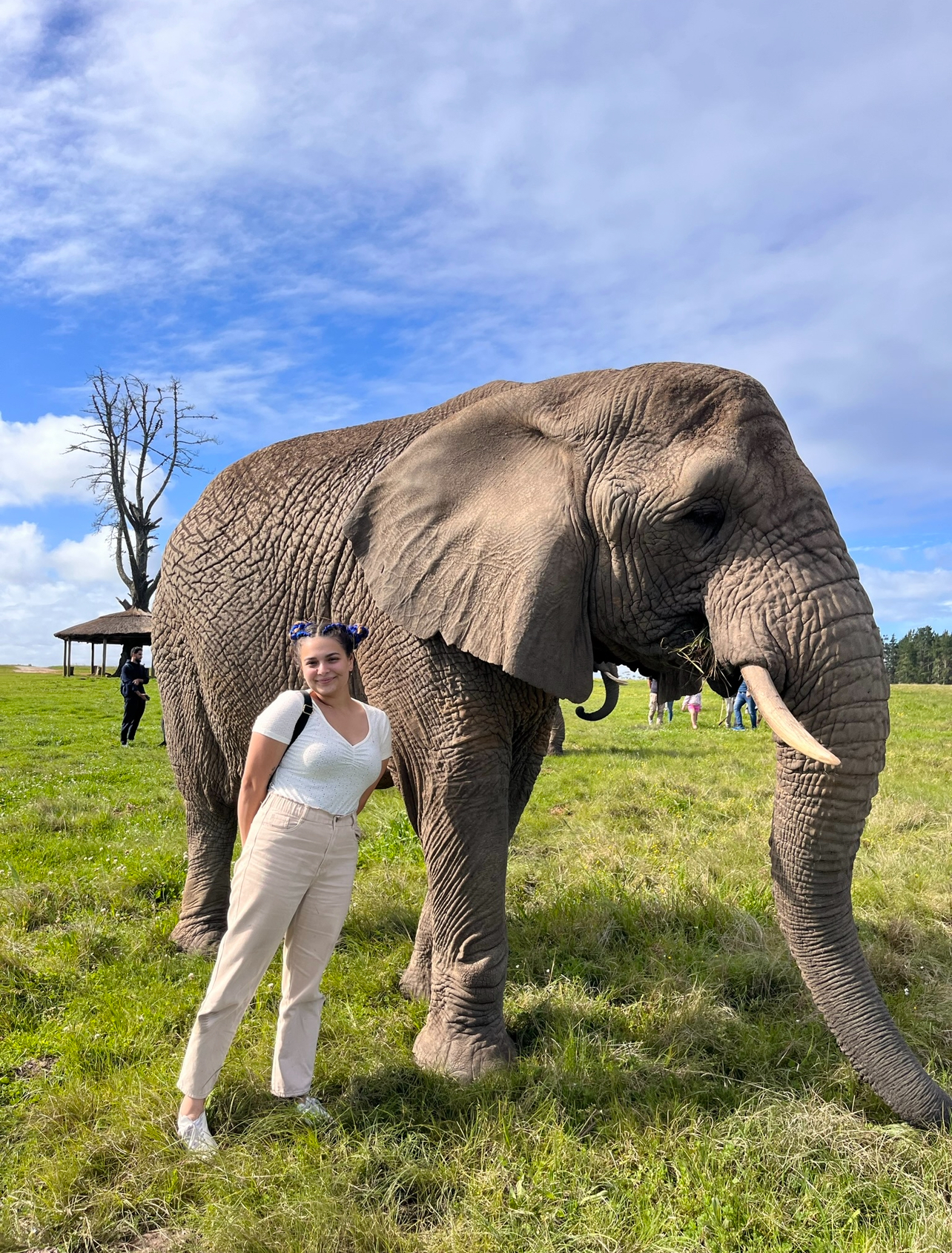 Meeting some elephants up close in Garden Route, South Africa!
