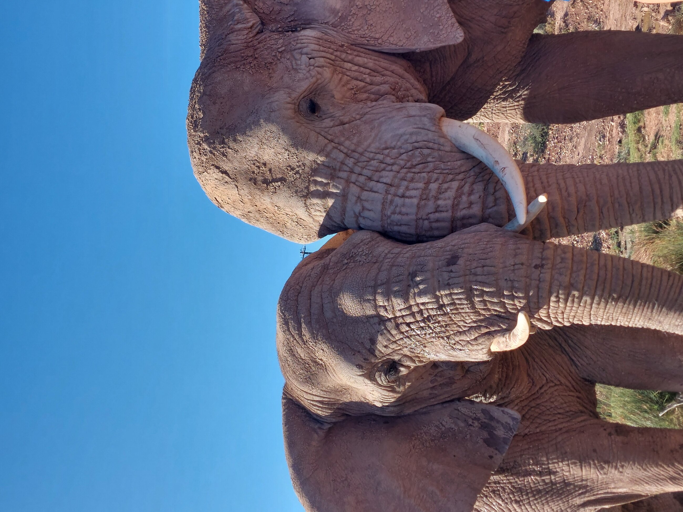 Elephants along the Garden Route, South Africa