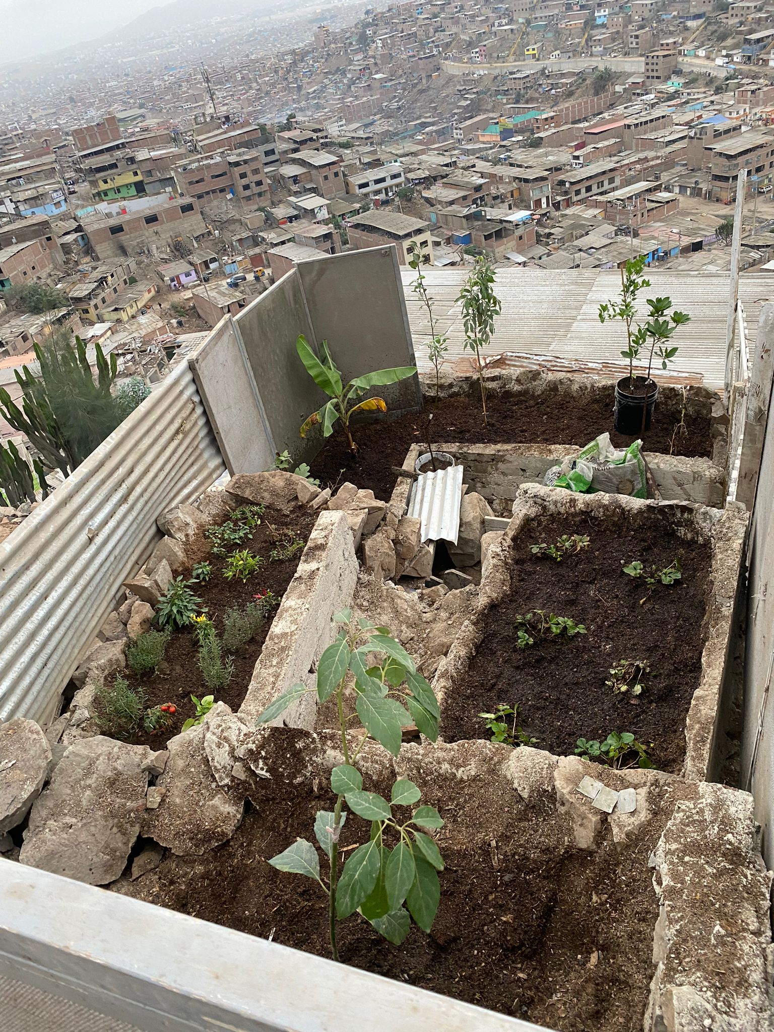 Newly planted community garden
