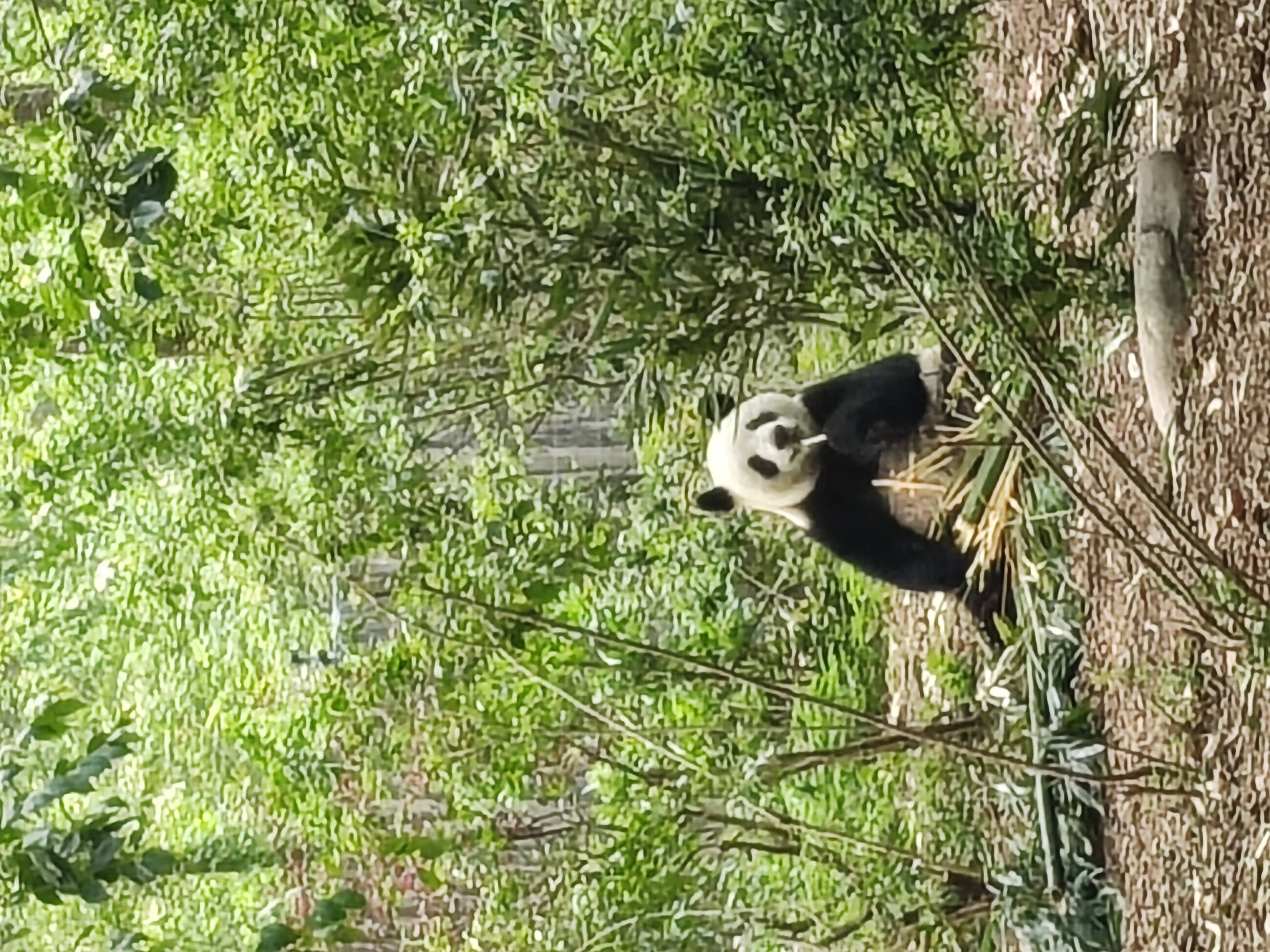 Giant panda