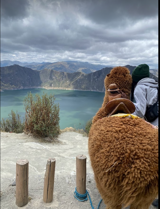 Adventures with Alpacas