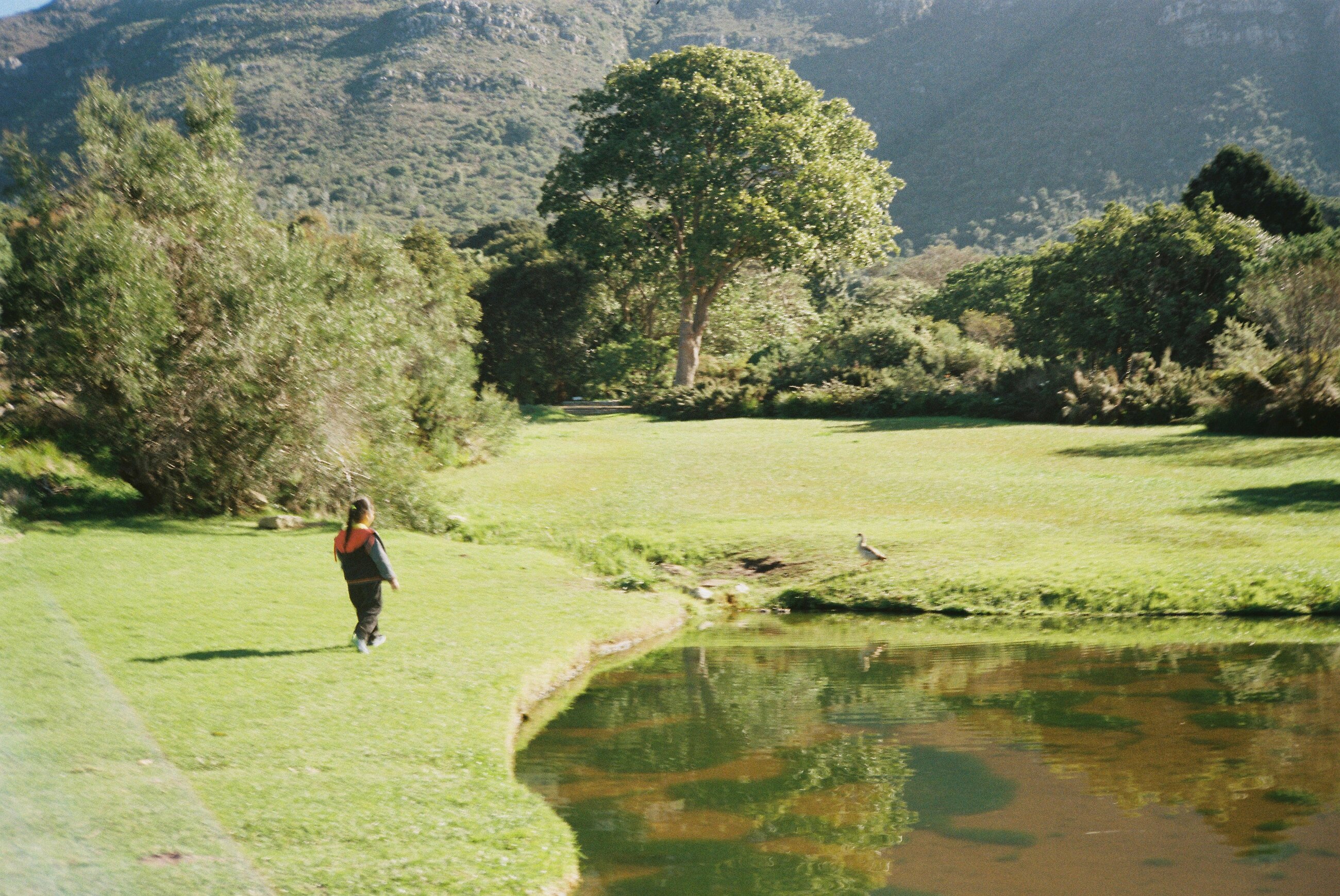 Kirstenbosch