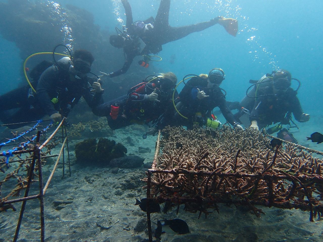 Coral Planting Day