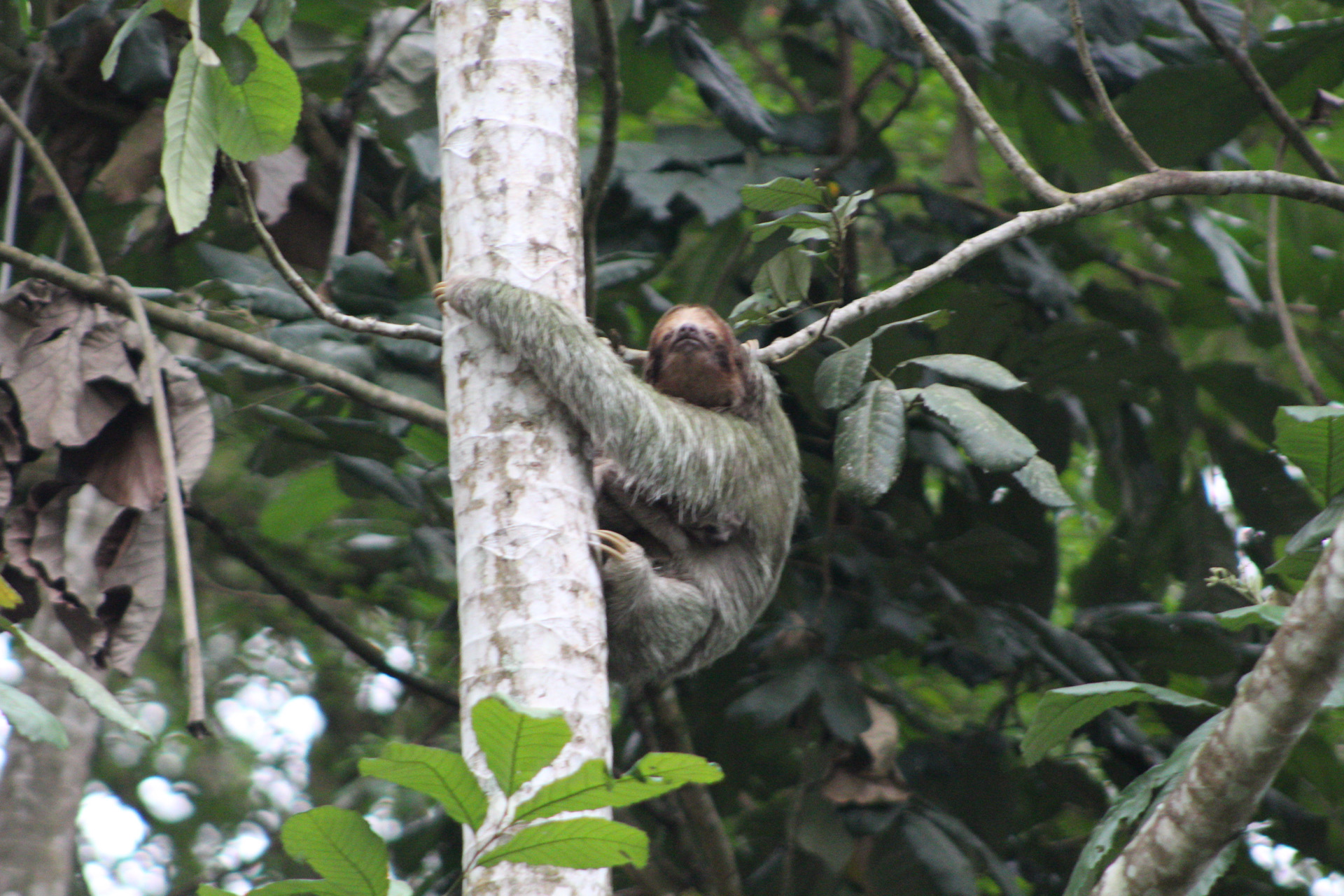 Sloth in La Fortuna