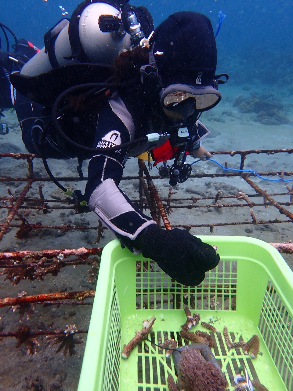 Coral conservation