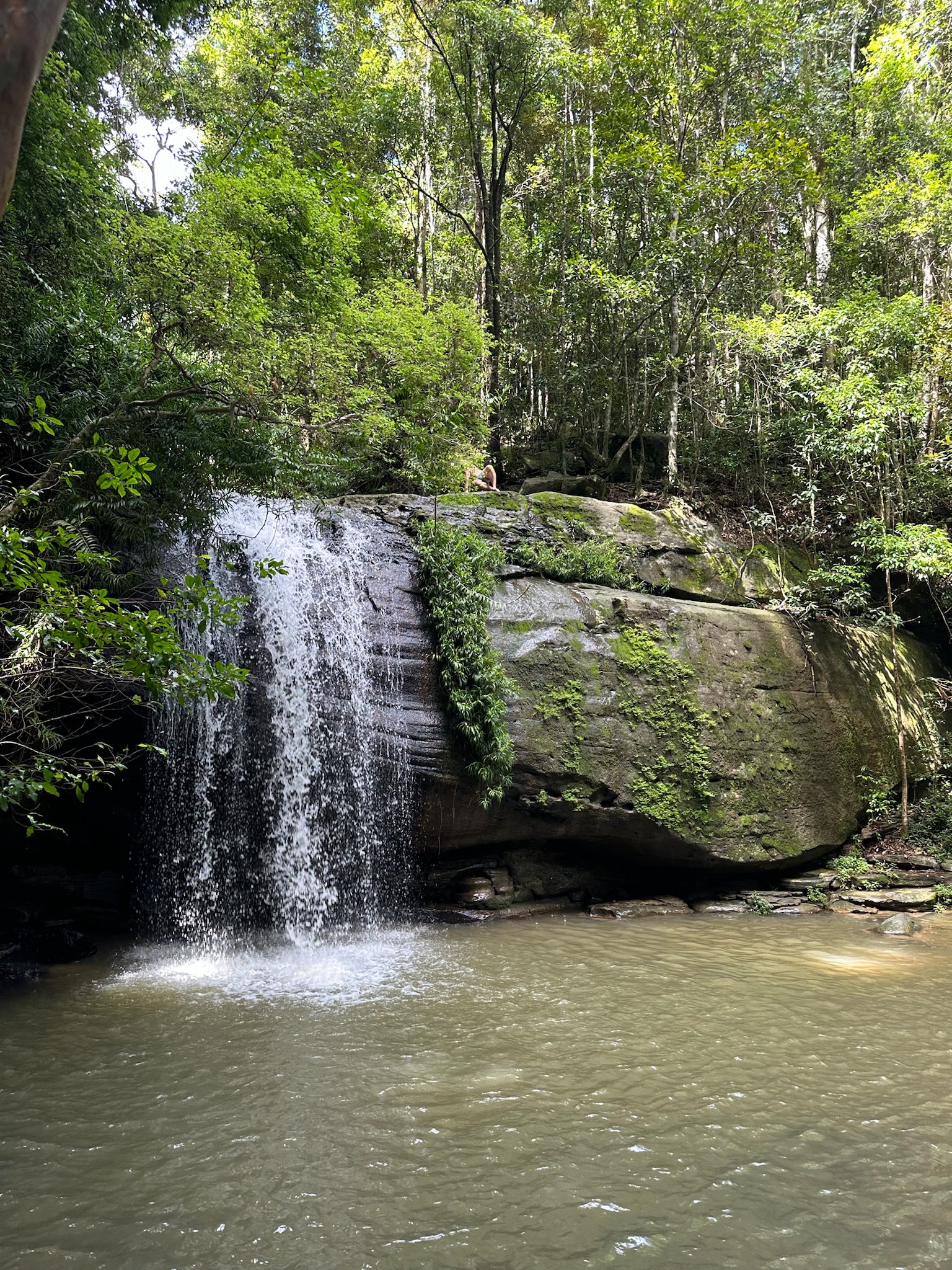 Buderim Forest Park
