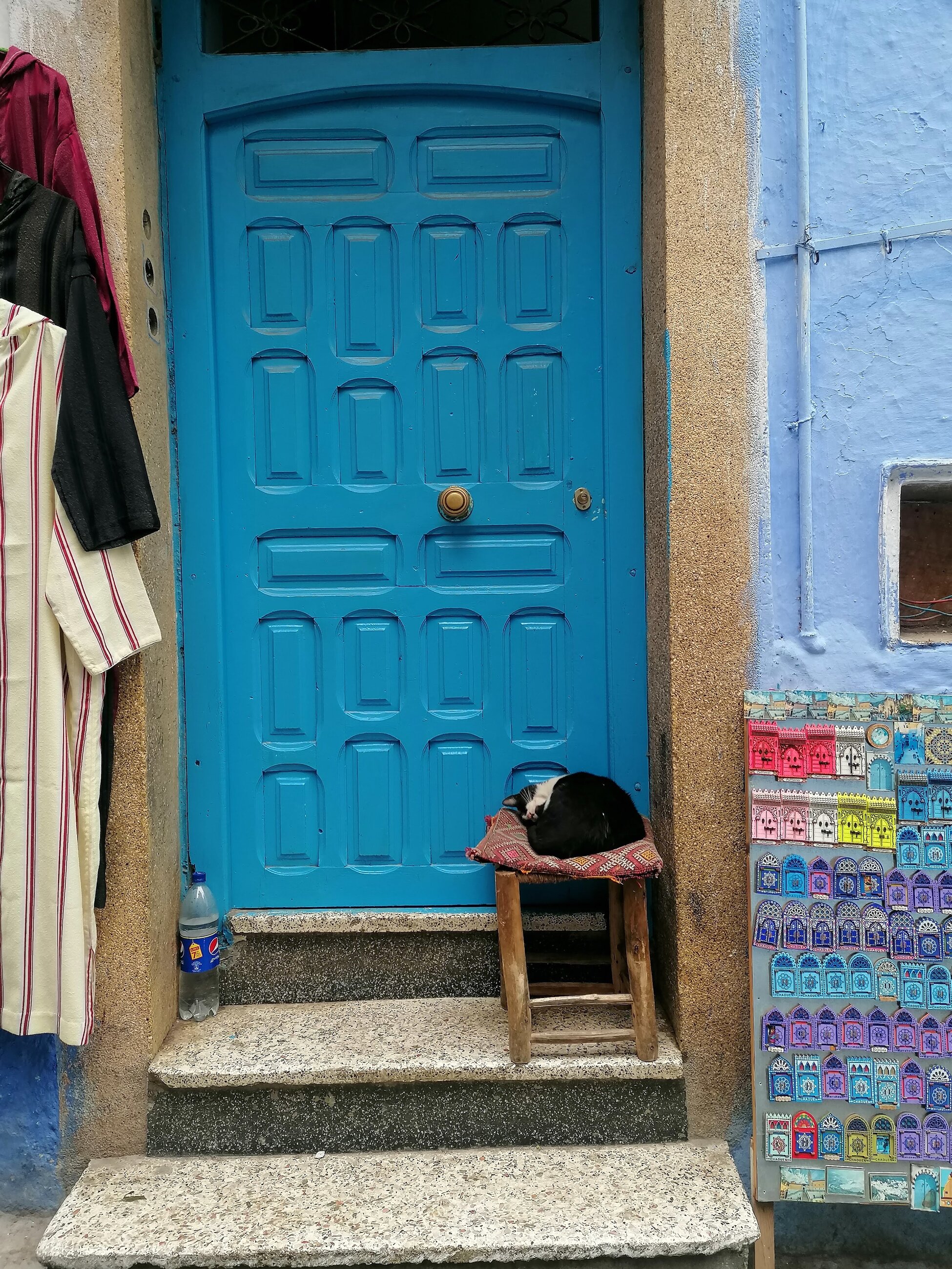 A peaceful cat in Chaouen