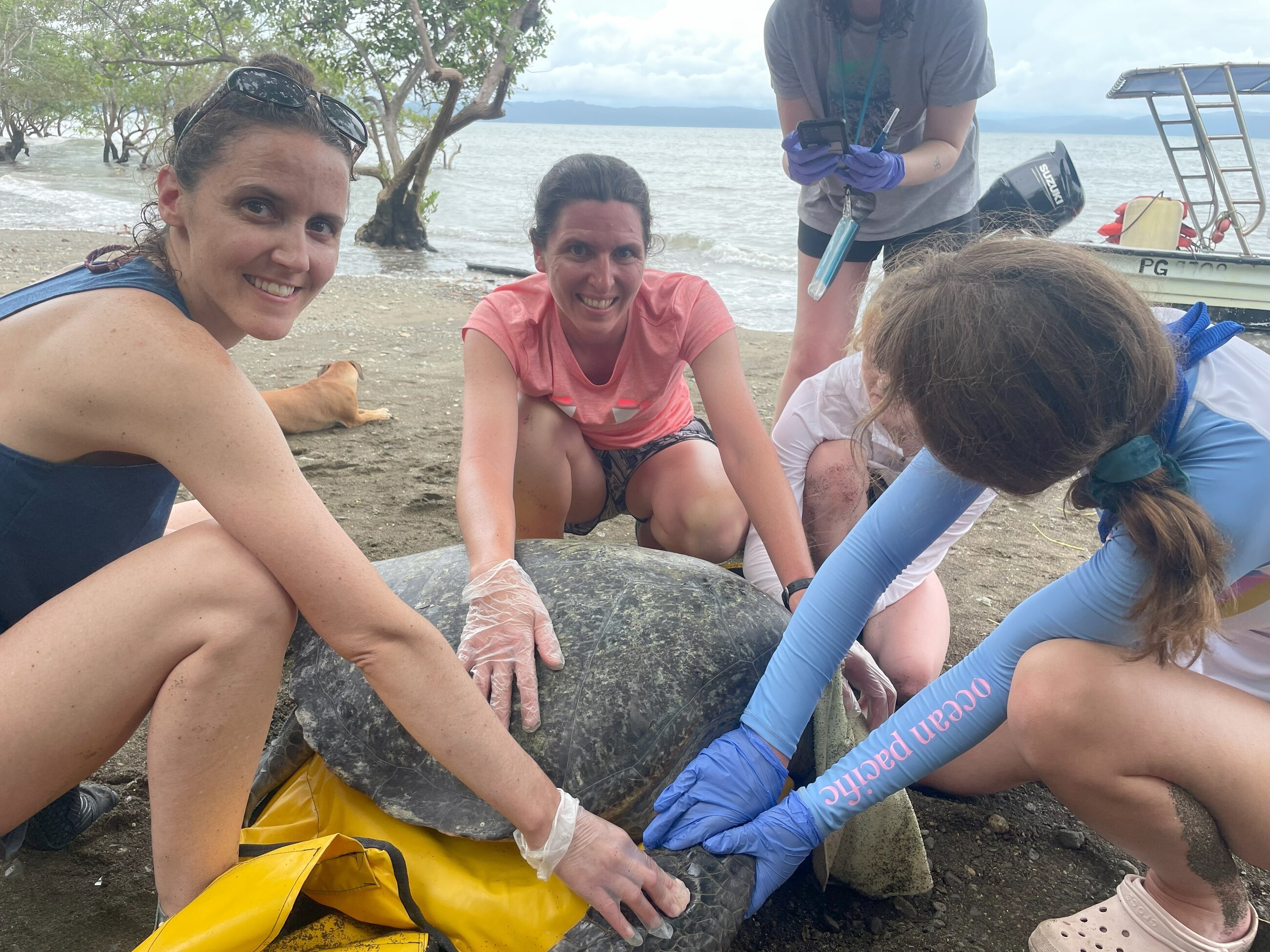 Turtle Time
