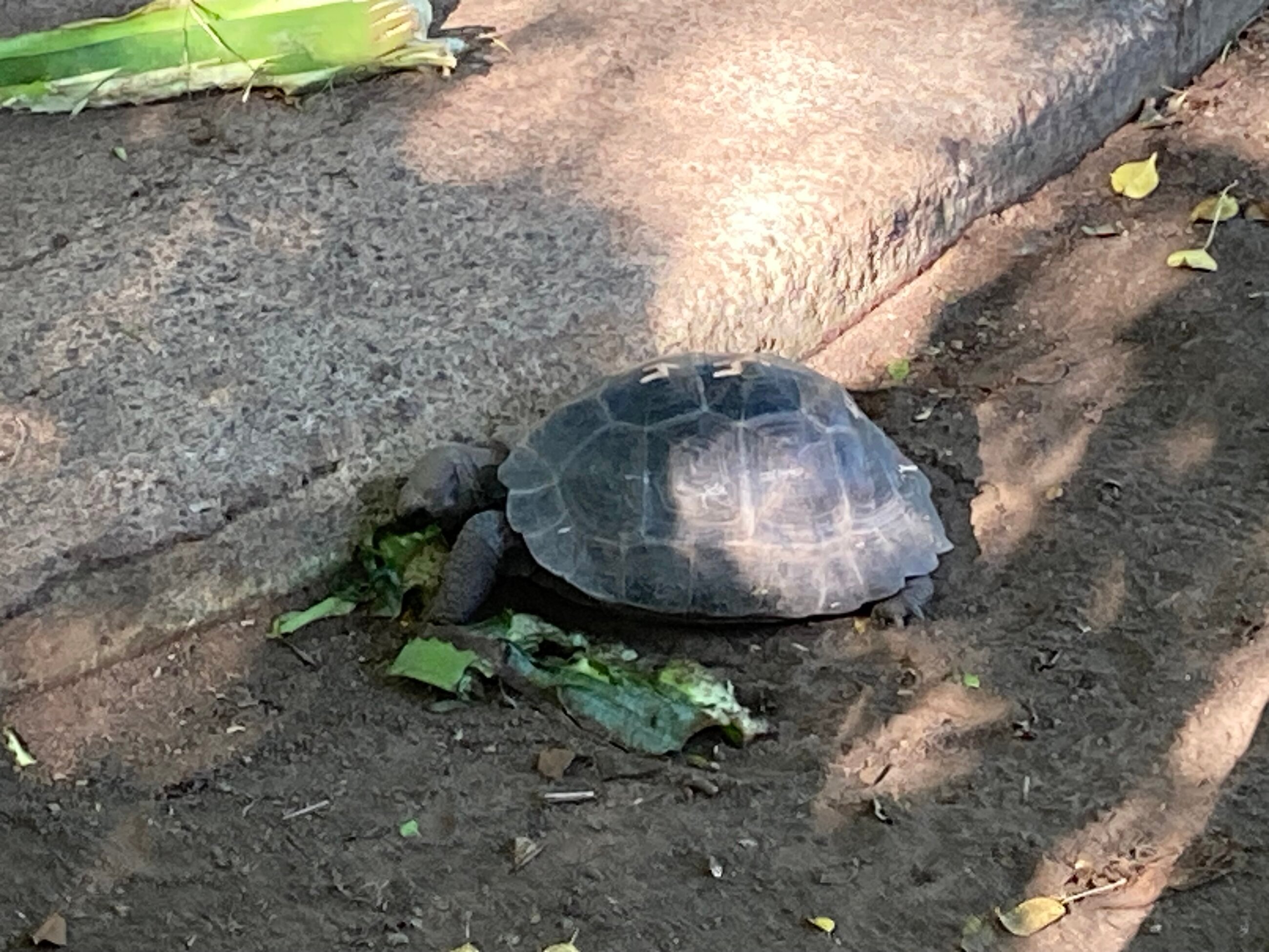 One of the young tortoises at the Giant Tortoise Breeding Centre