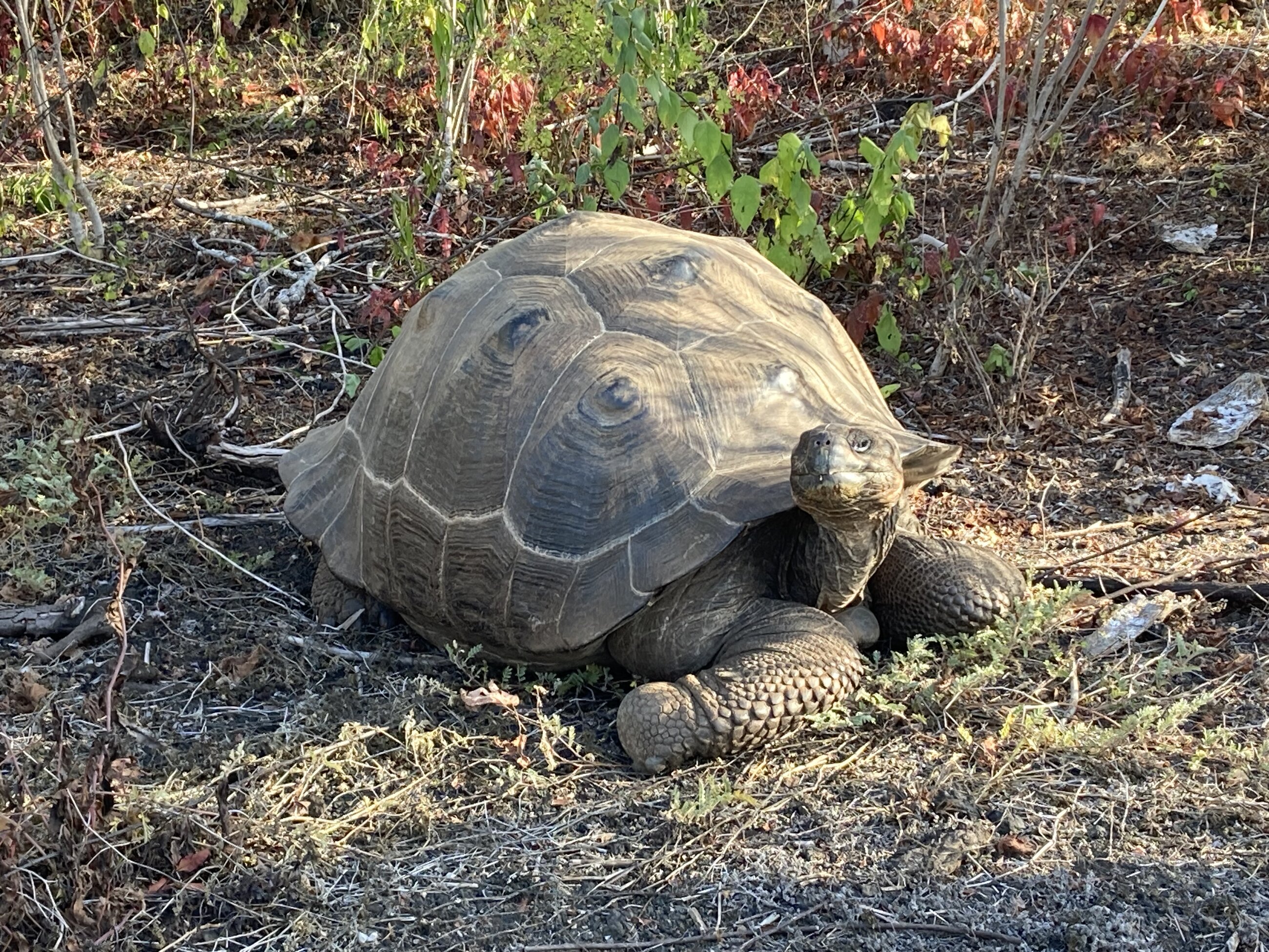 One of the wild giant tortoises