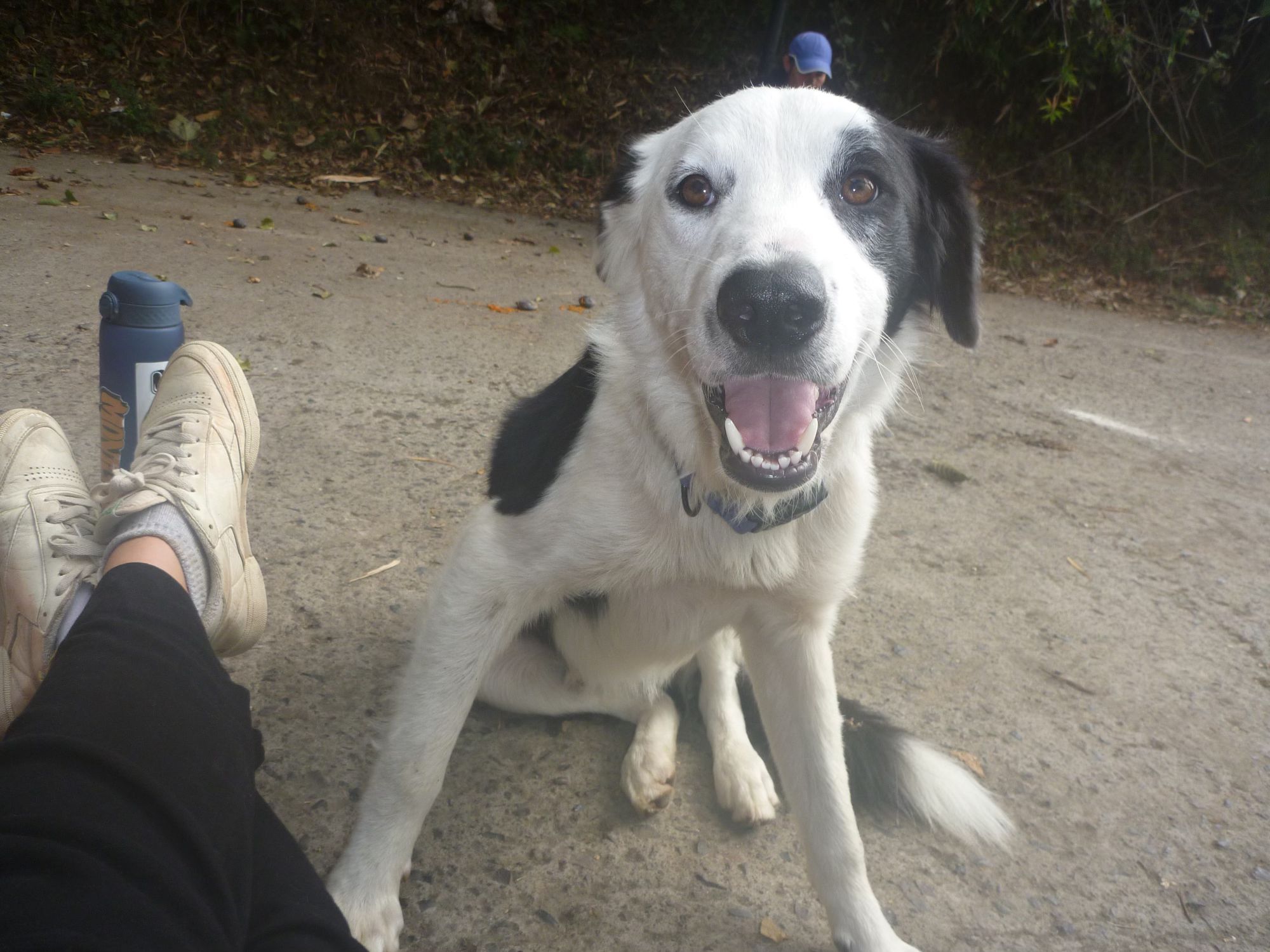 The cutest base dog (Yang)