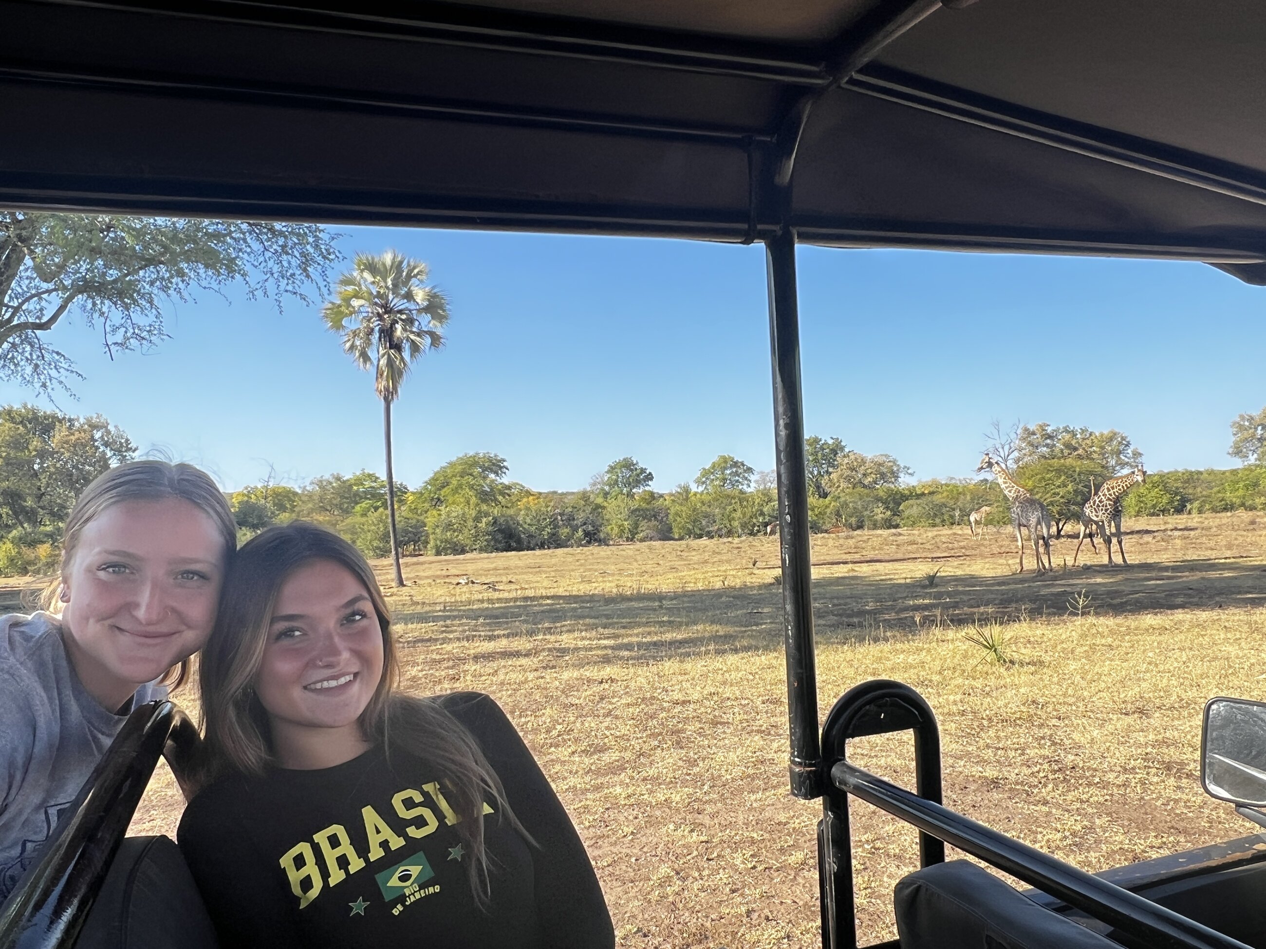 Giraffes on game drive 