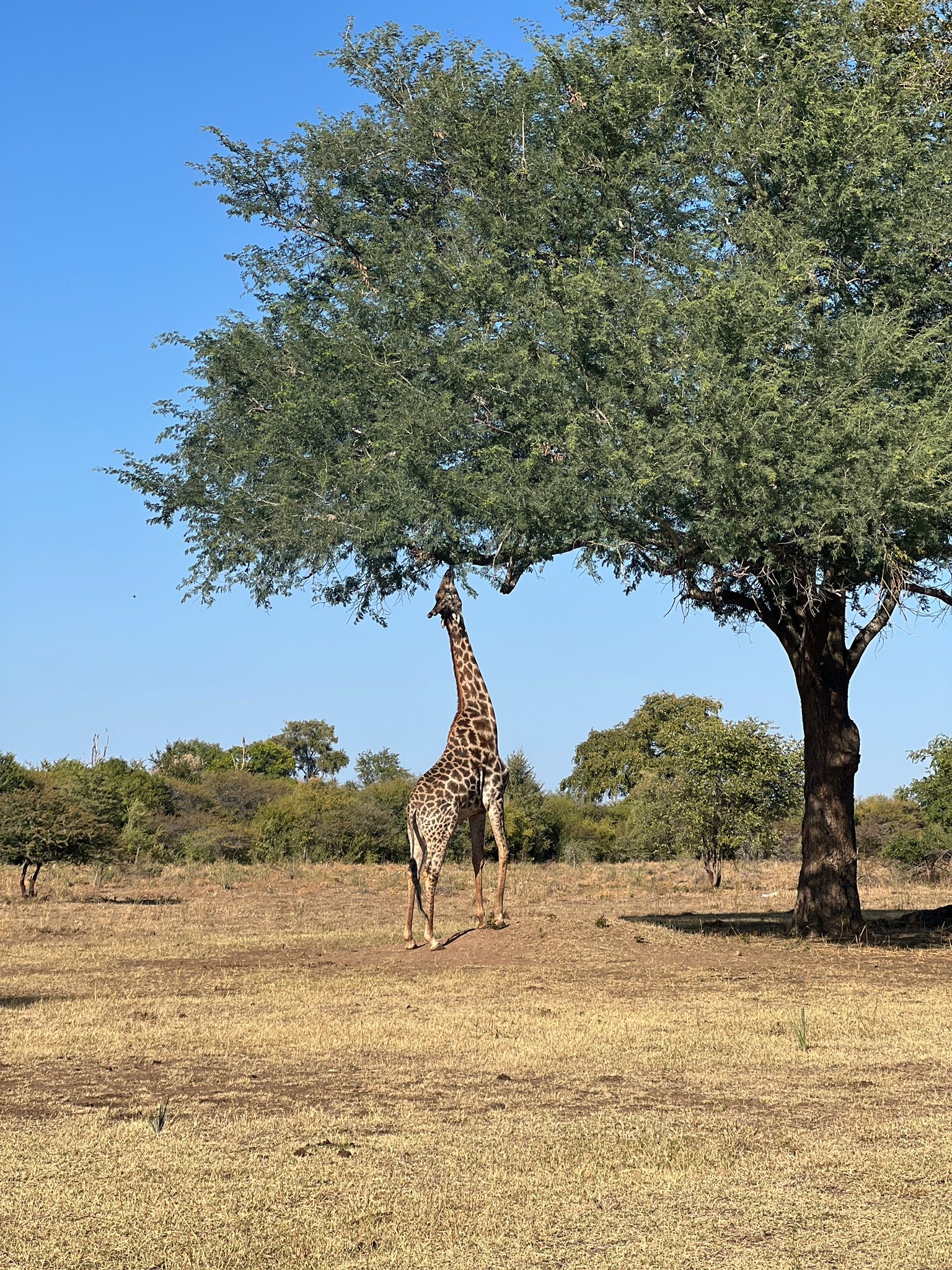 saw a giraffe eating on a game drive 