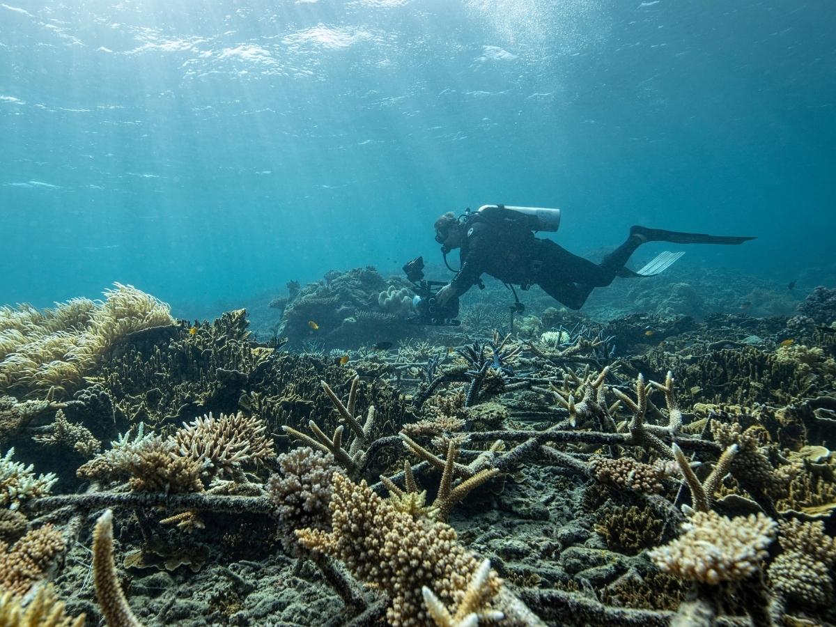 Coral restoration in action!