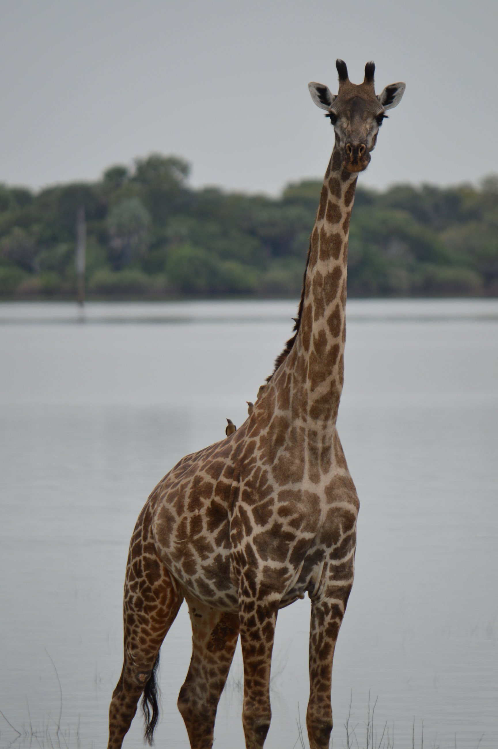 See your favorite animals on the safari!