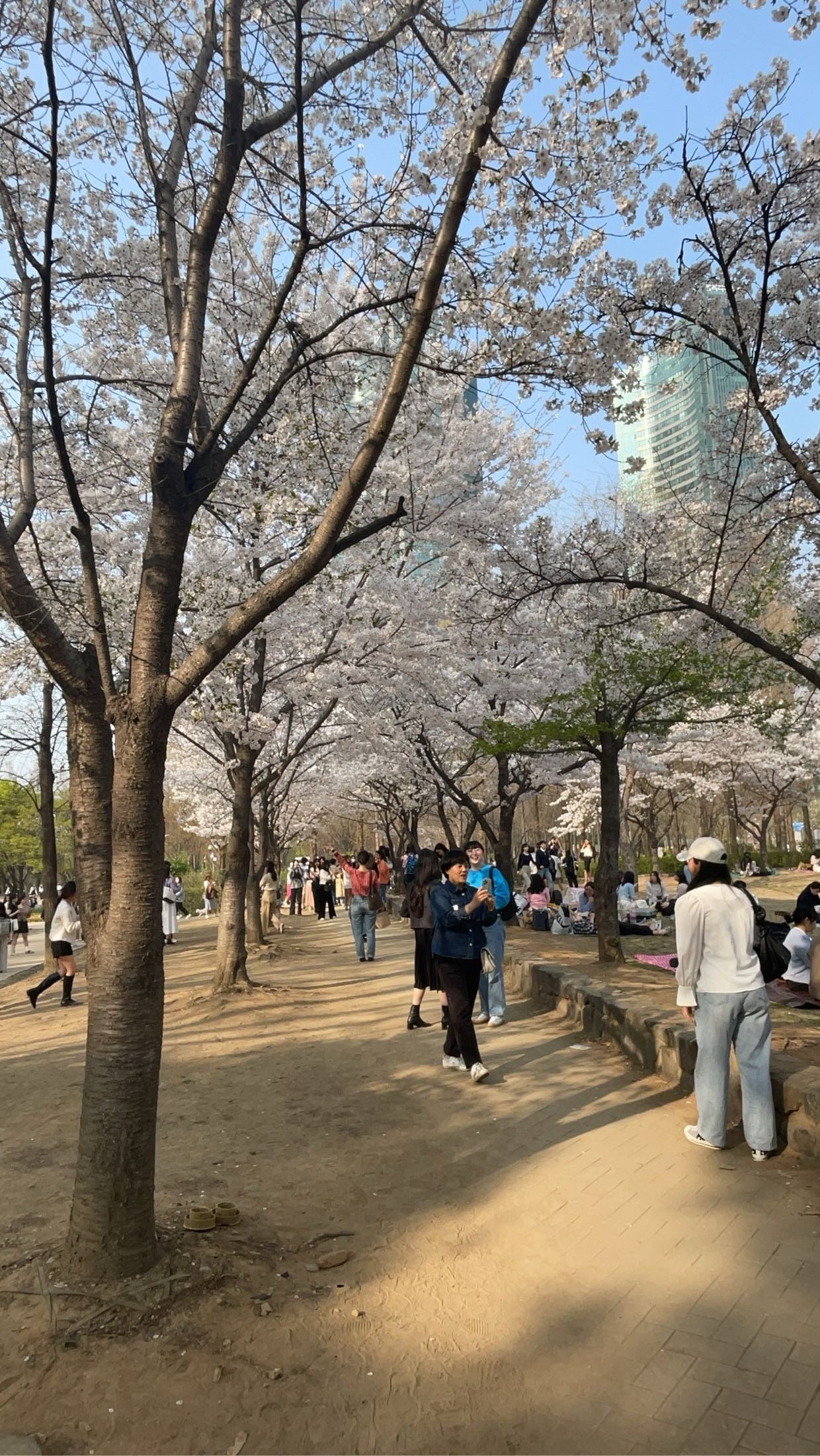Cherry Blossom Season at Seoul Forest