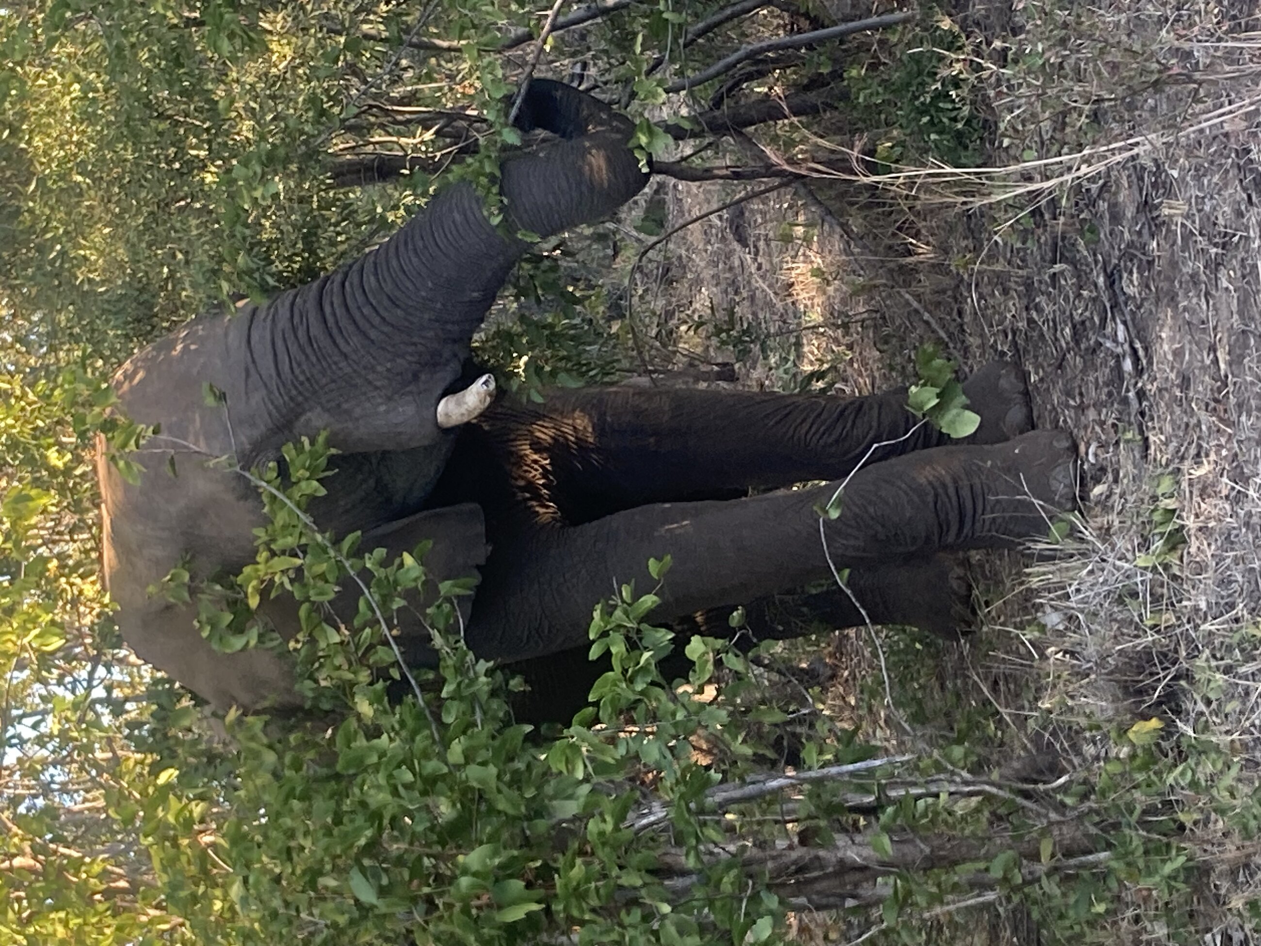 An elephant never forgets